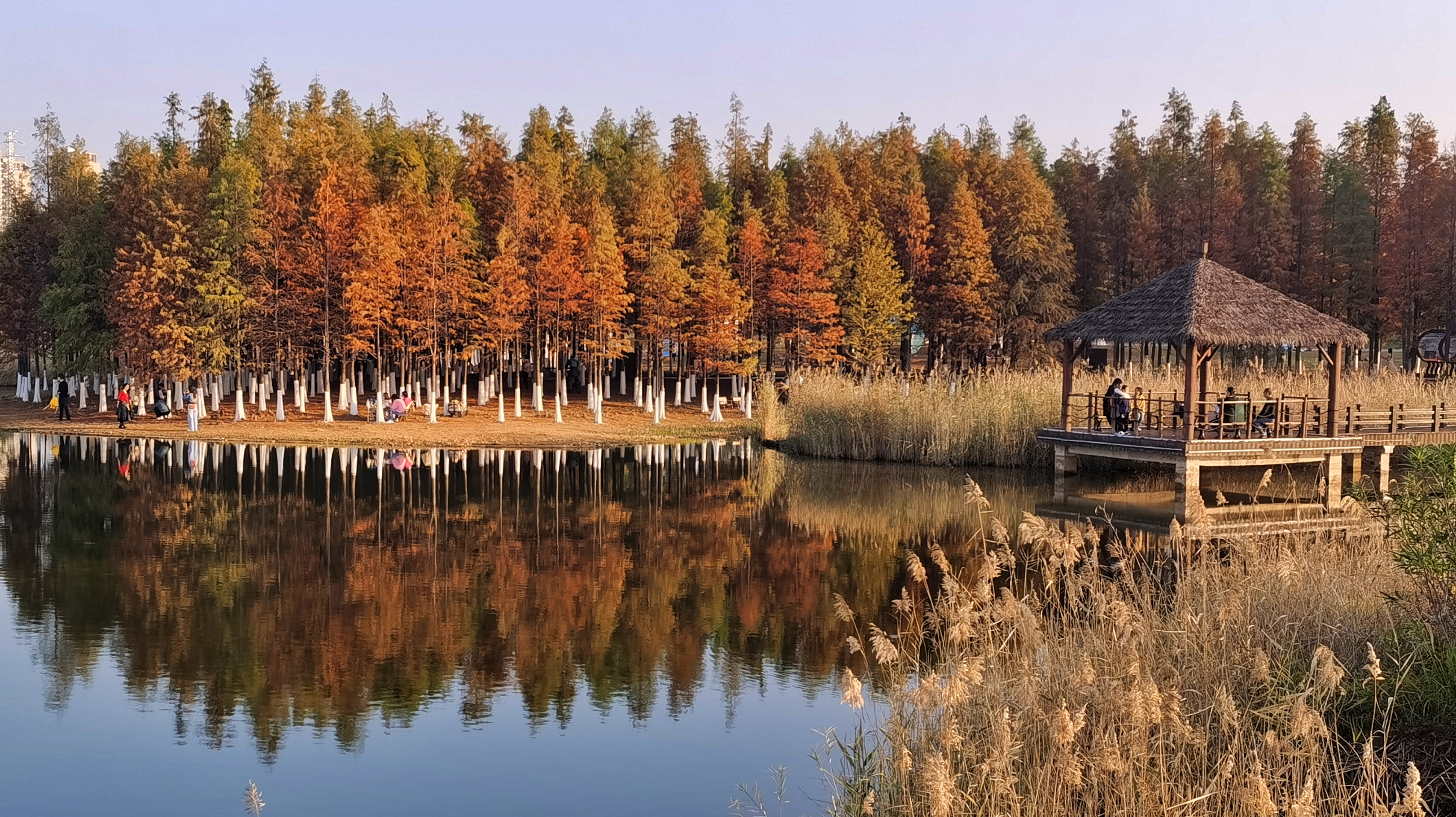 湖泊边赏多彩树林赏秋景