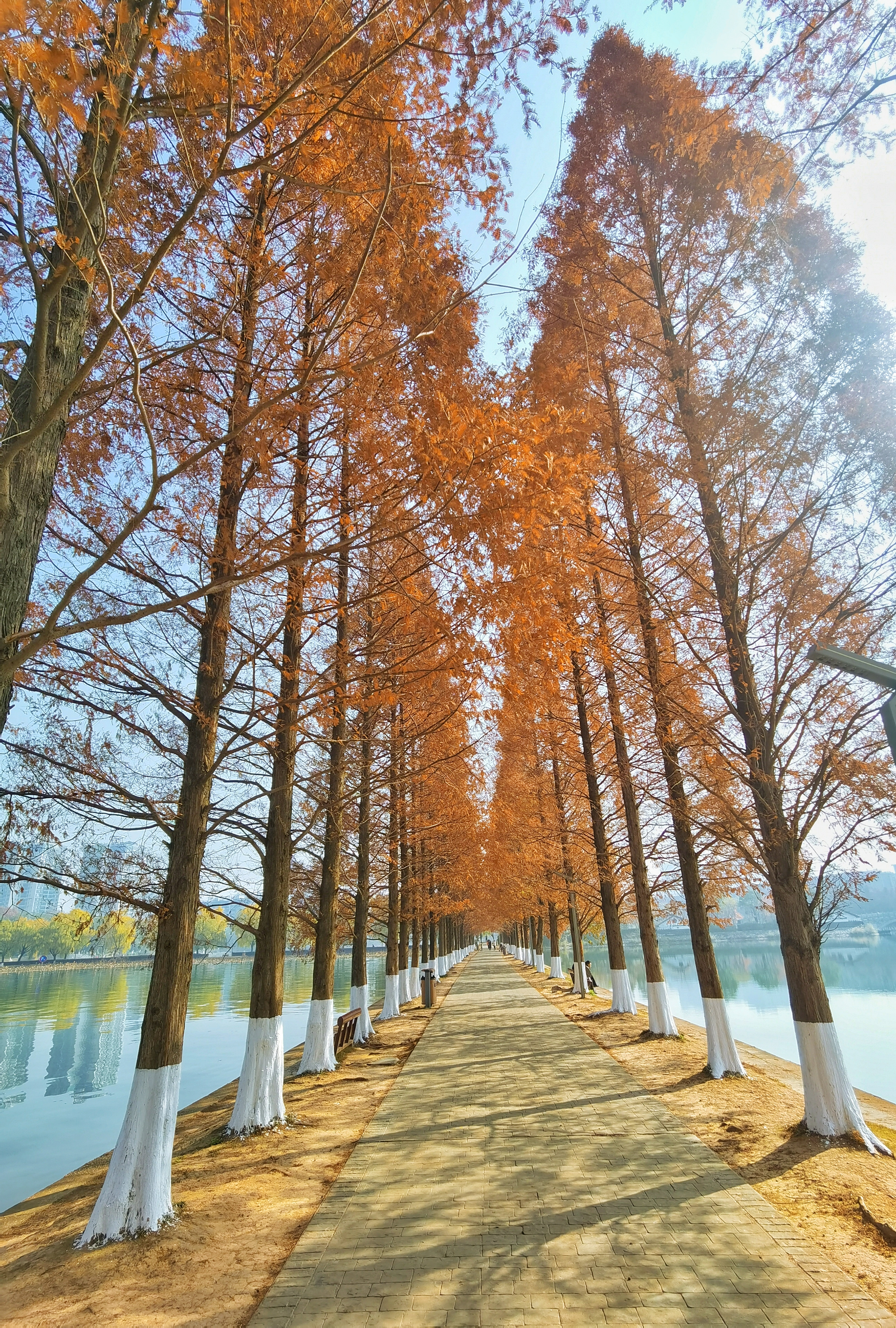 湖泊边树木林立秋景小路