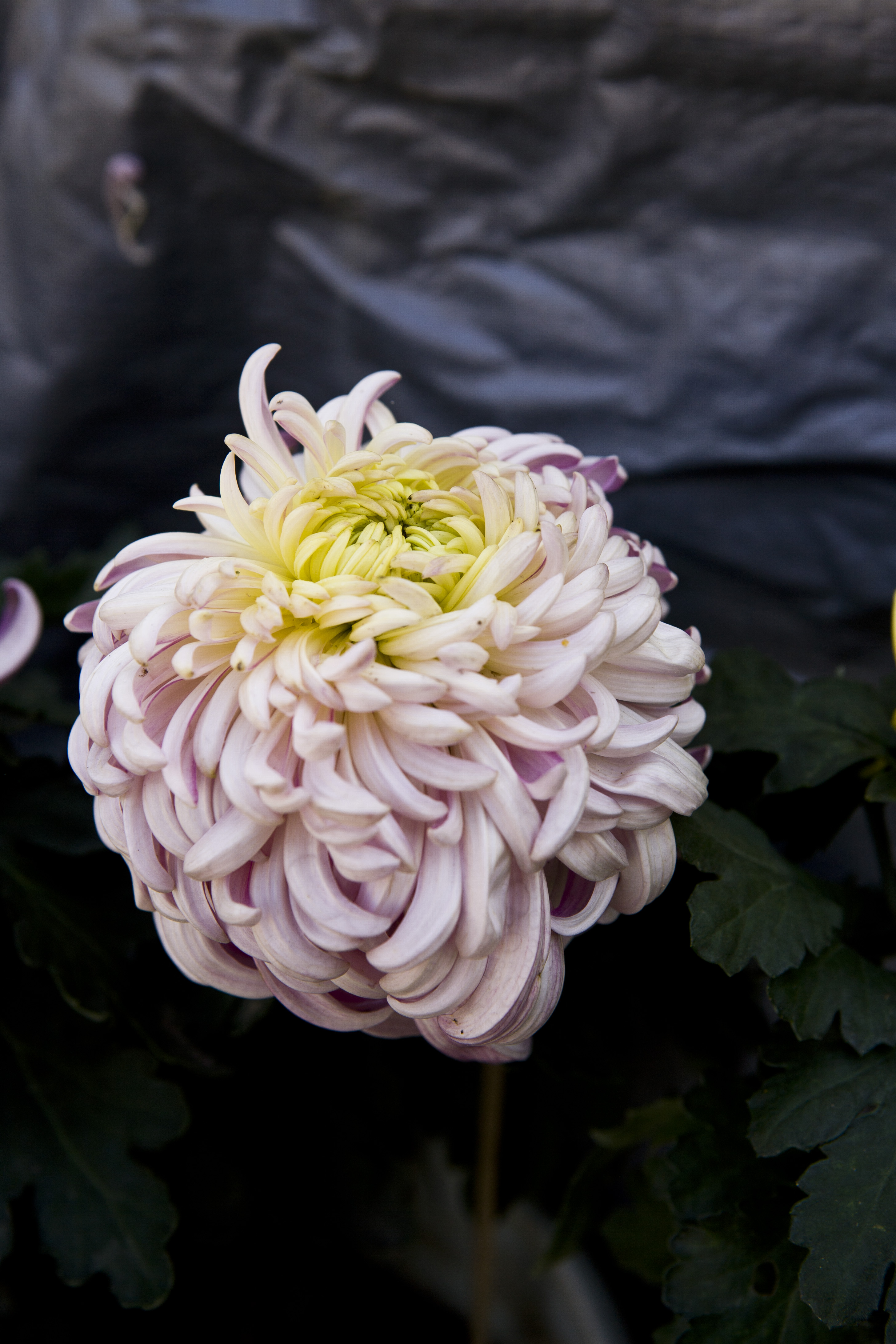 唯美大朵菊花清新鲜花壁纸