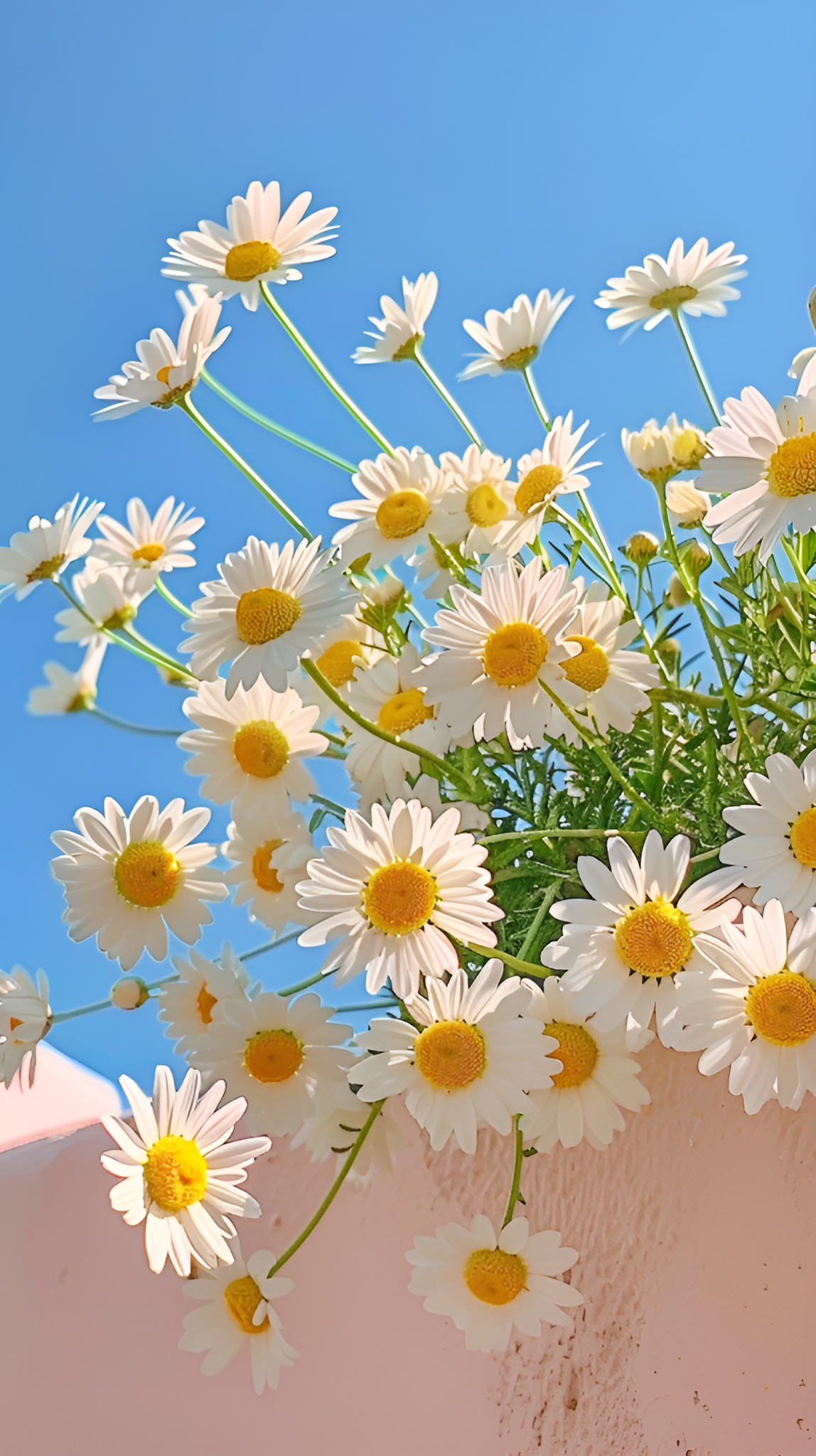 清新小雏菊背景