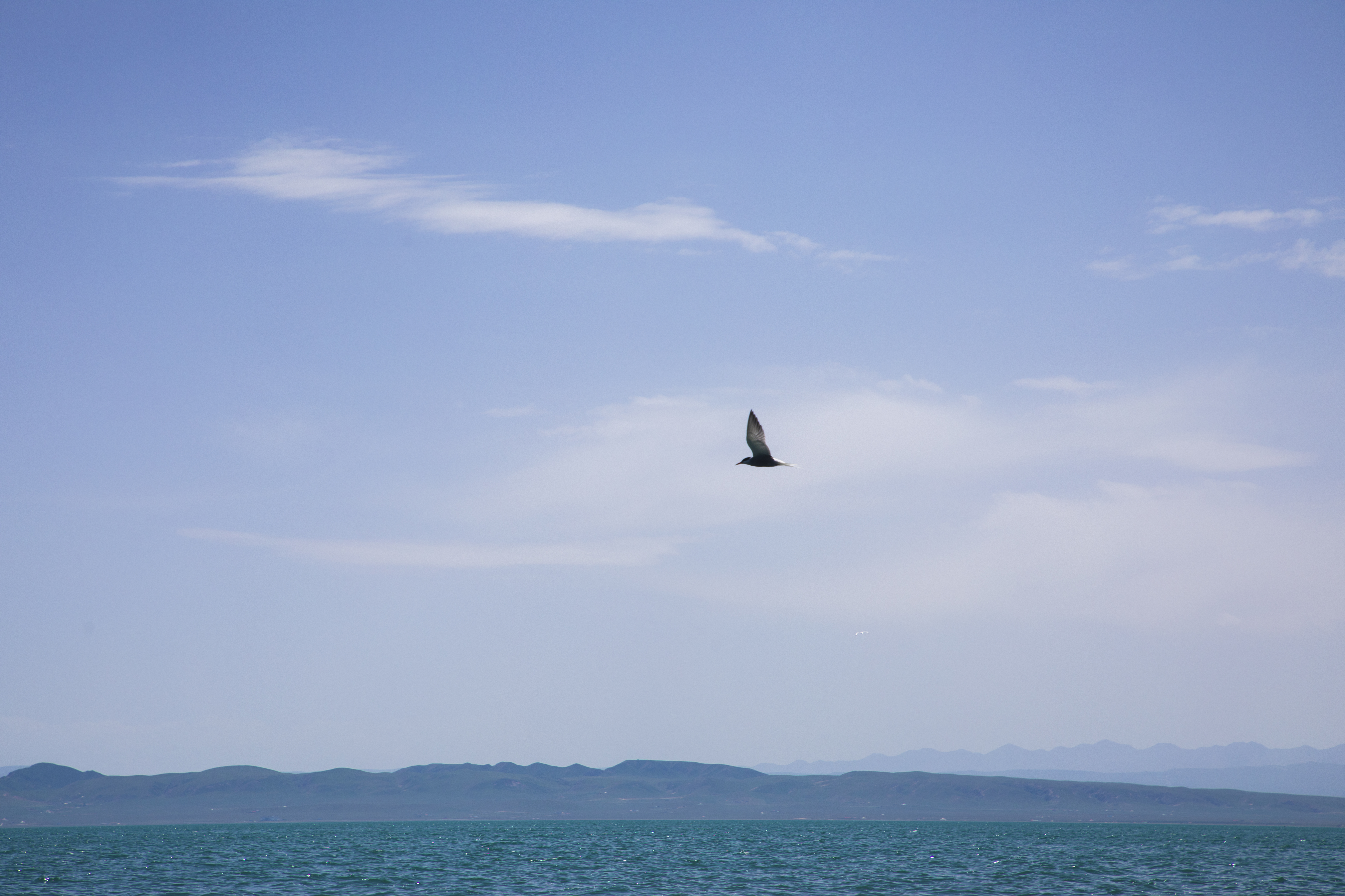 海阔天空中飞翔的鸟 自然风景电脑壁纸
