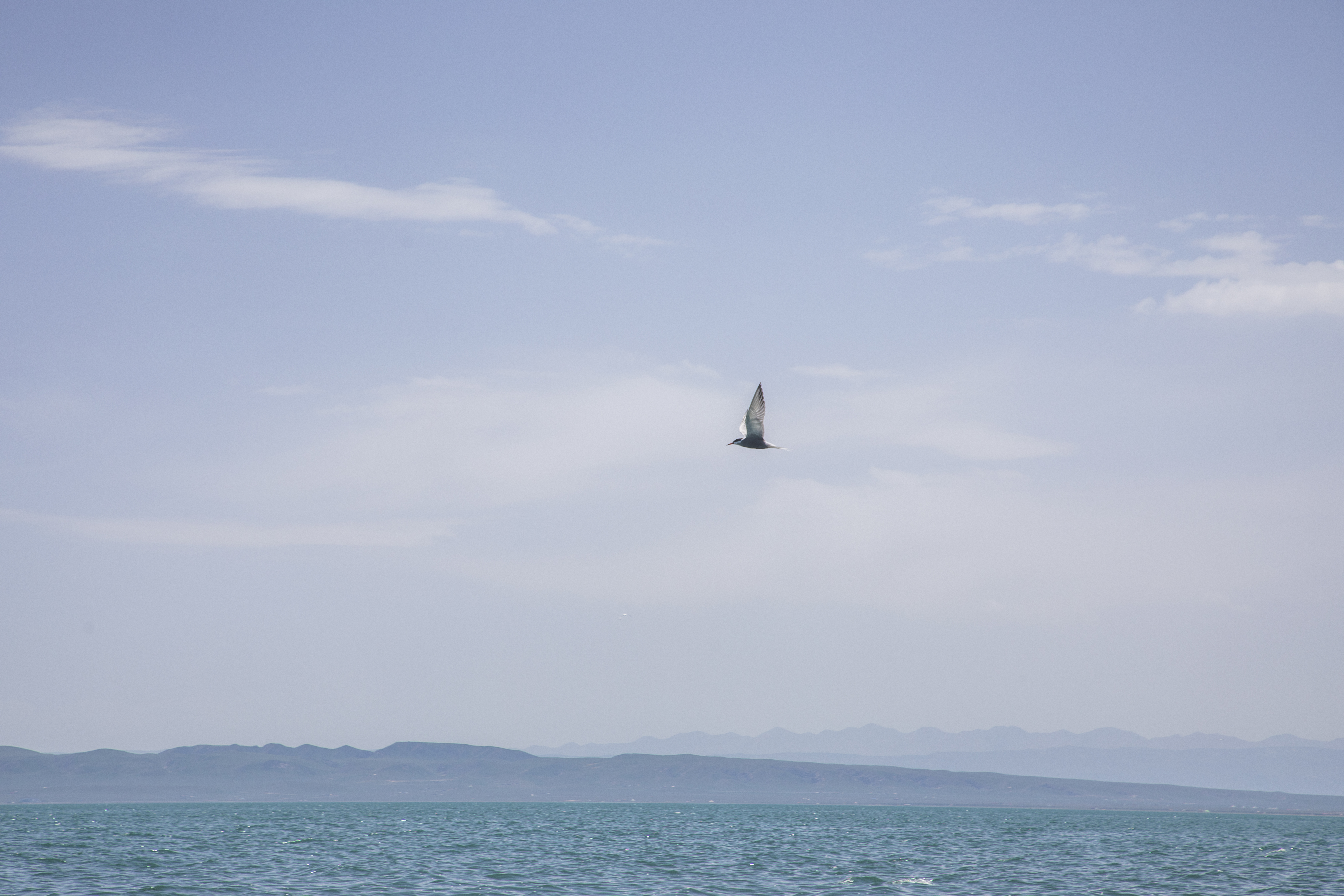 一只海鸟翱翔于辽阔海洋之上的美景