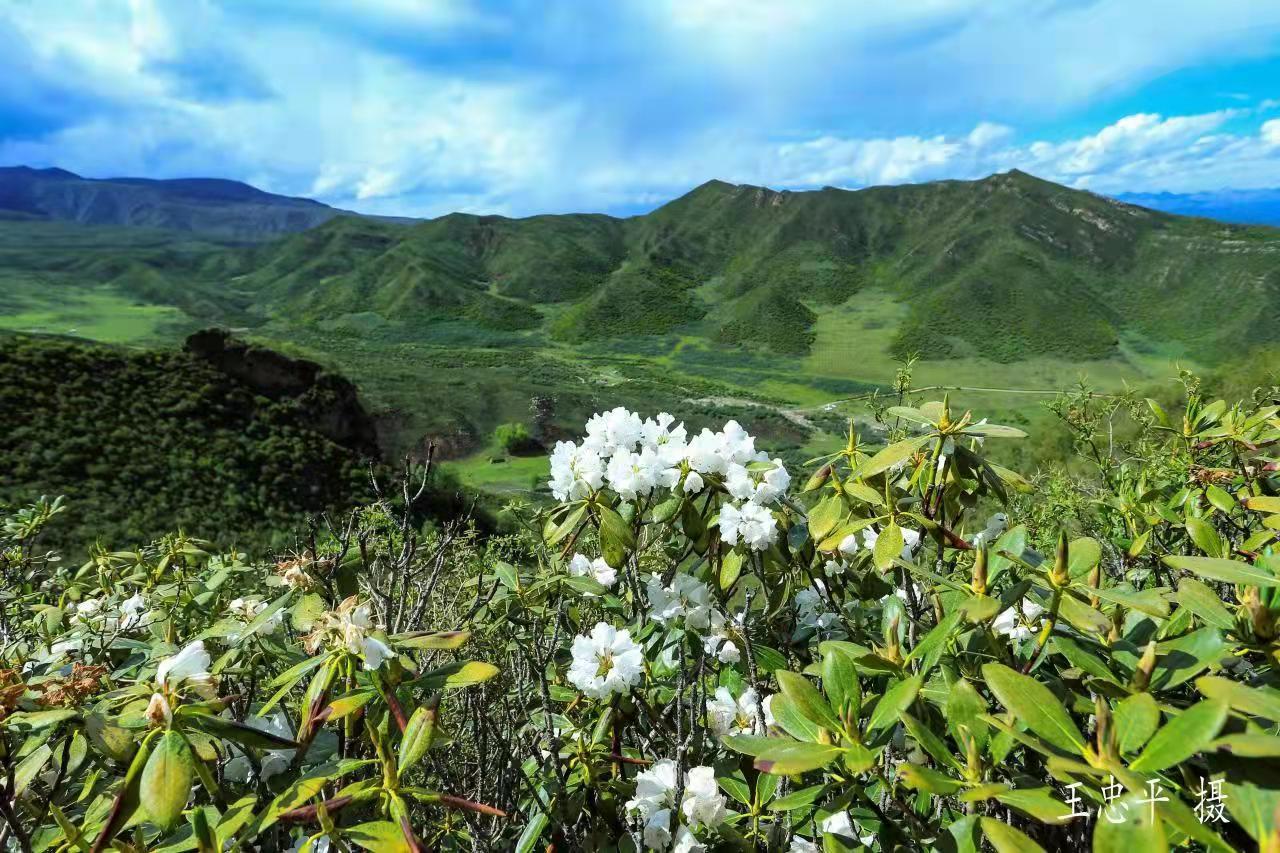 赏满山绿叶白花 观壮丽山脉自然风光