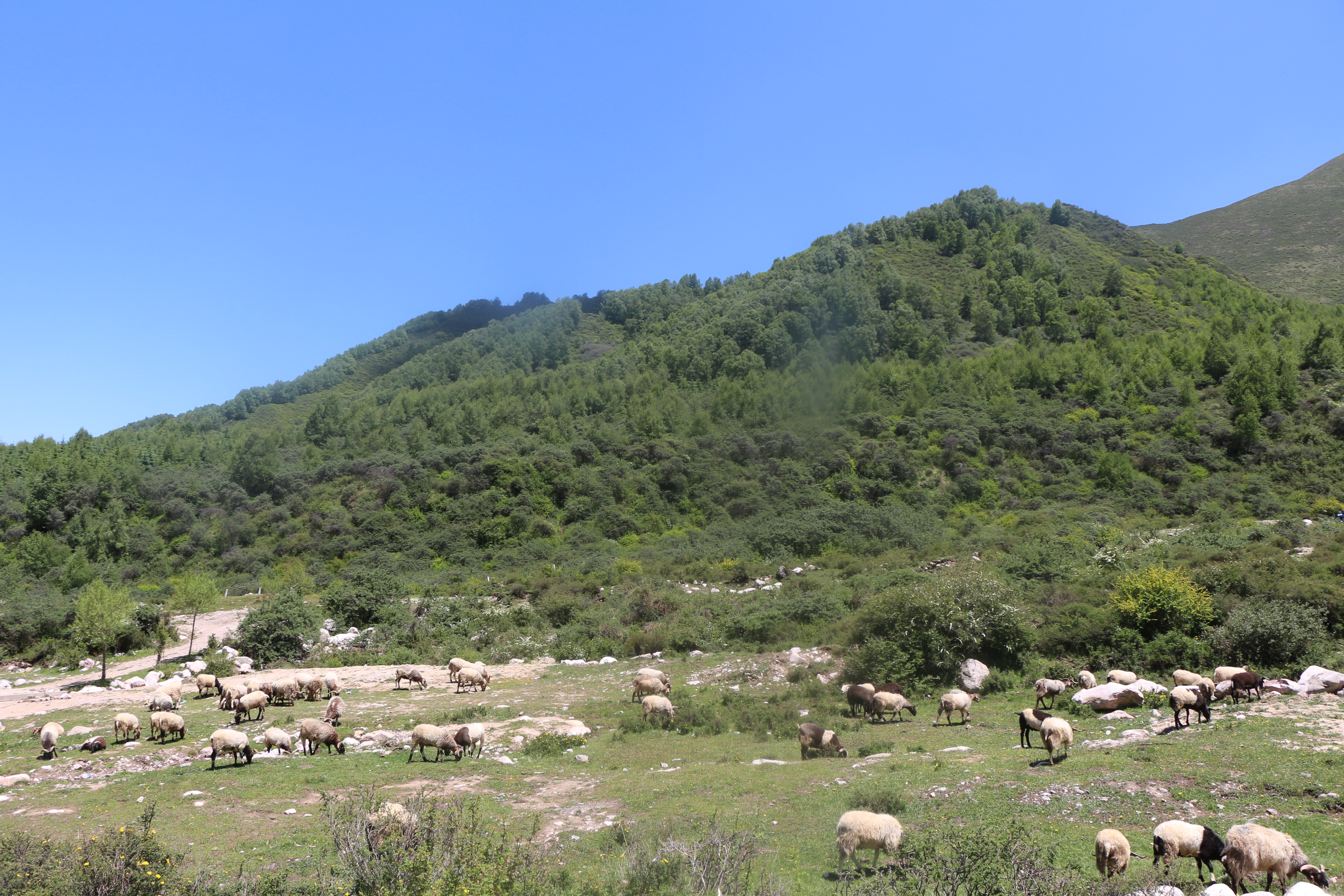 成群家畜在绿意盎然的山间草地悠闲吃草
