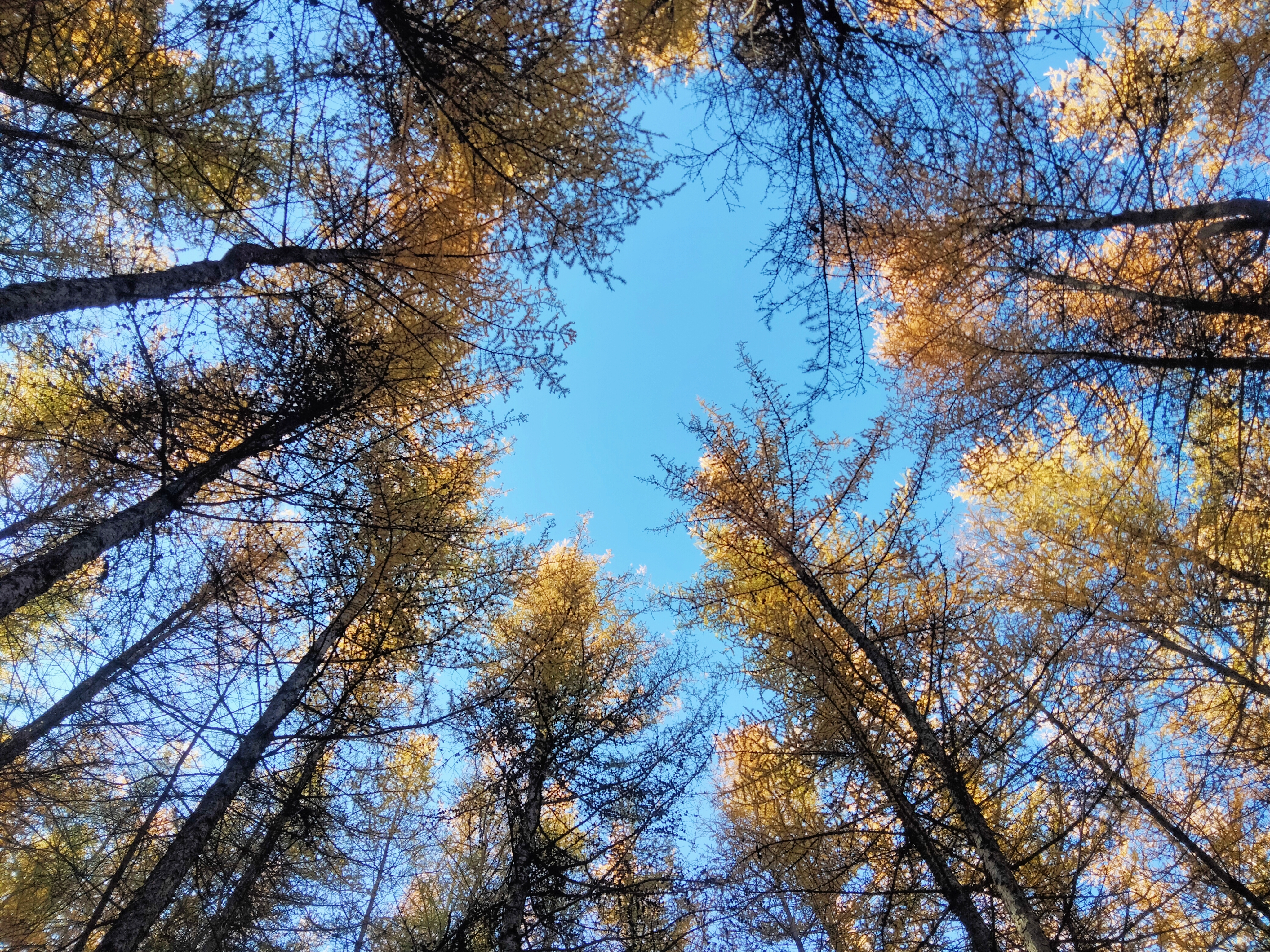 仰视森林树木 赏多彩枝叶与蓝天之景