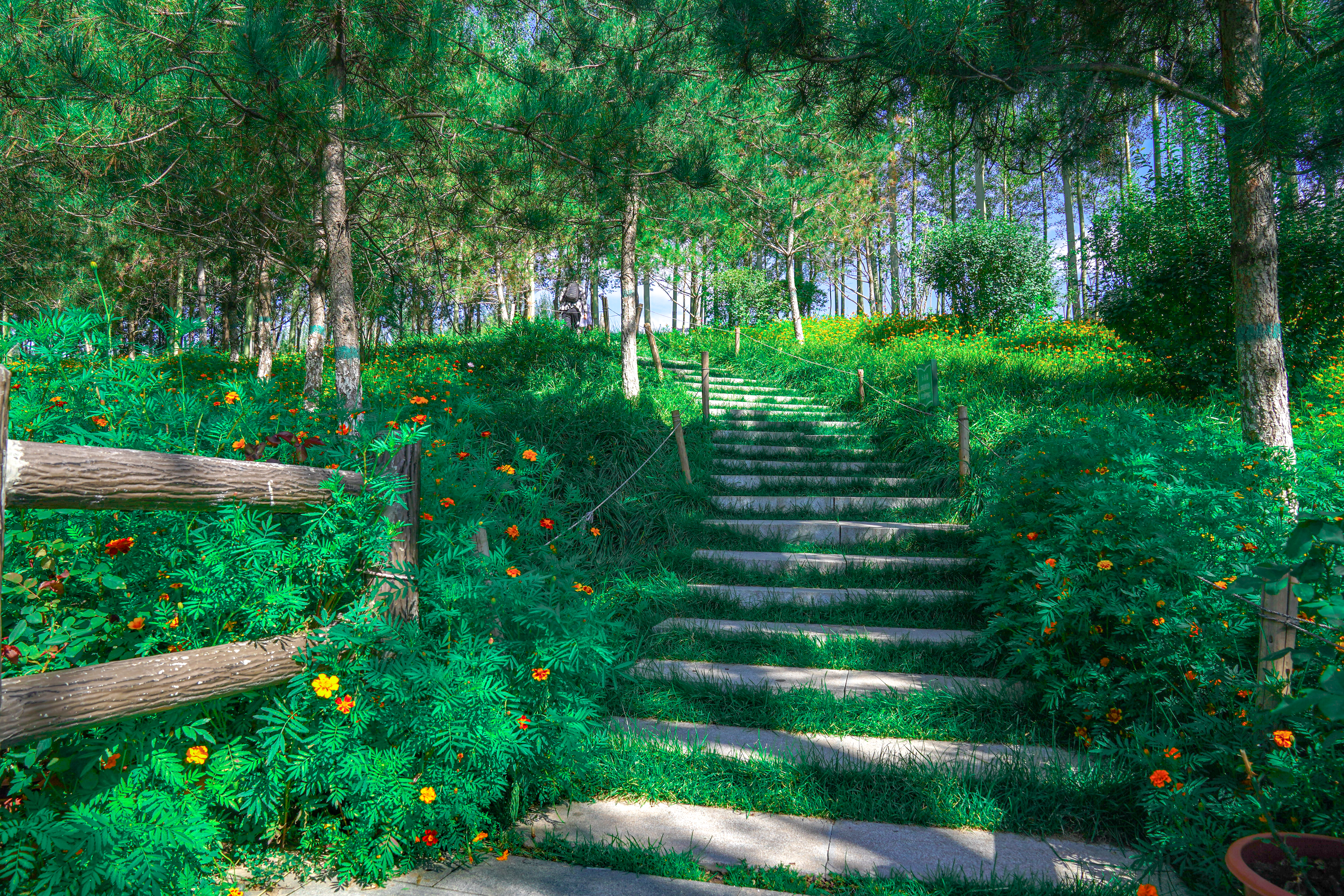 绿意盎然的森林阶梯清新自然的户外风景
