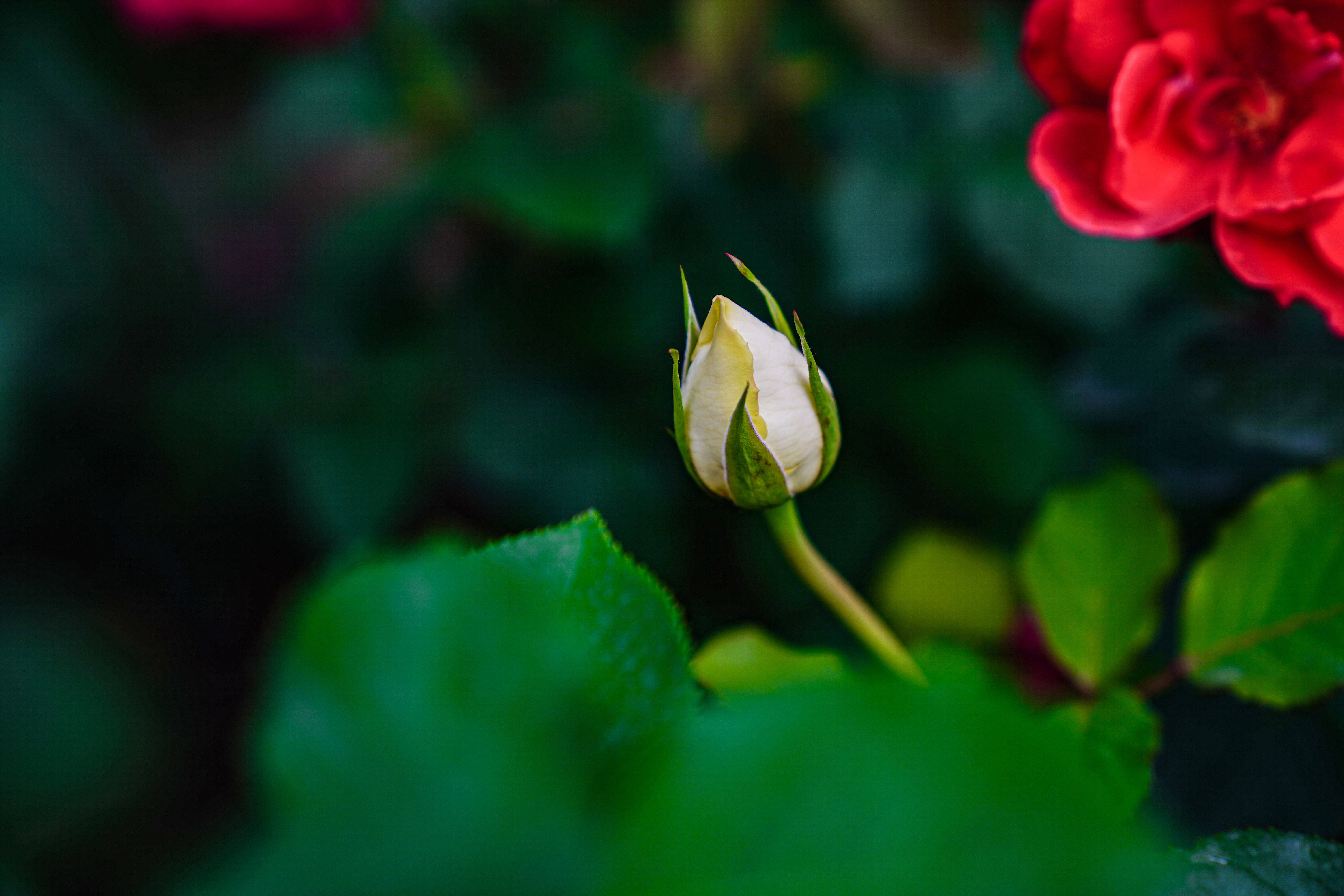 清新白玫瑰花苞 鲜花绿植类手机壁纸素材