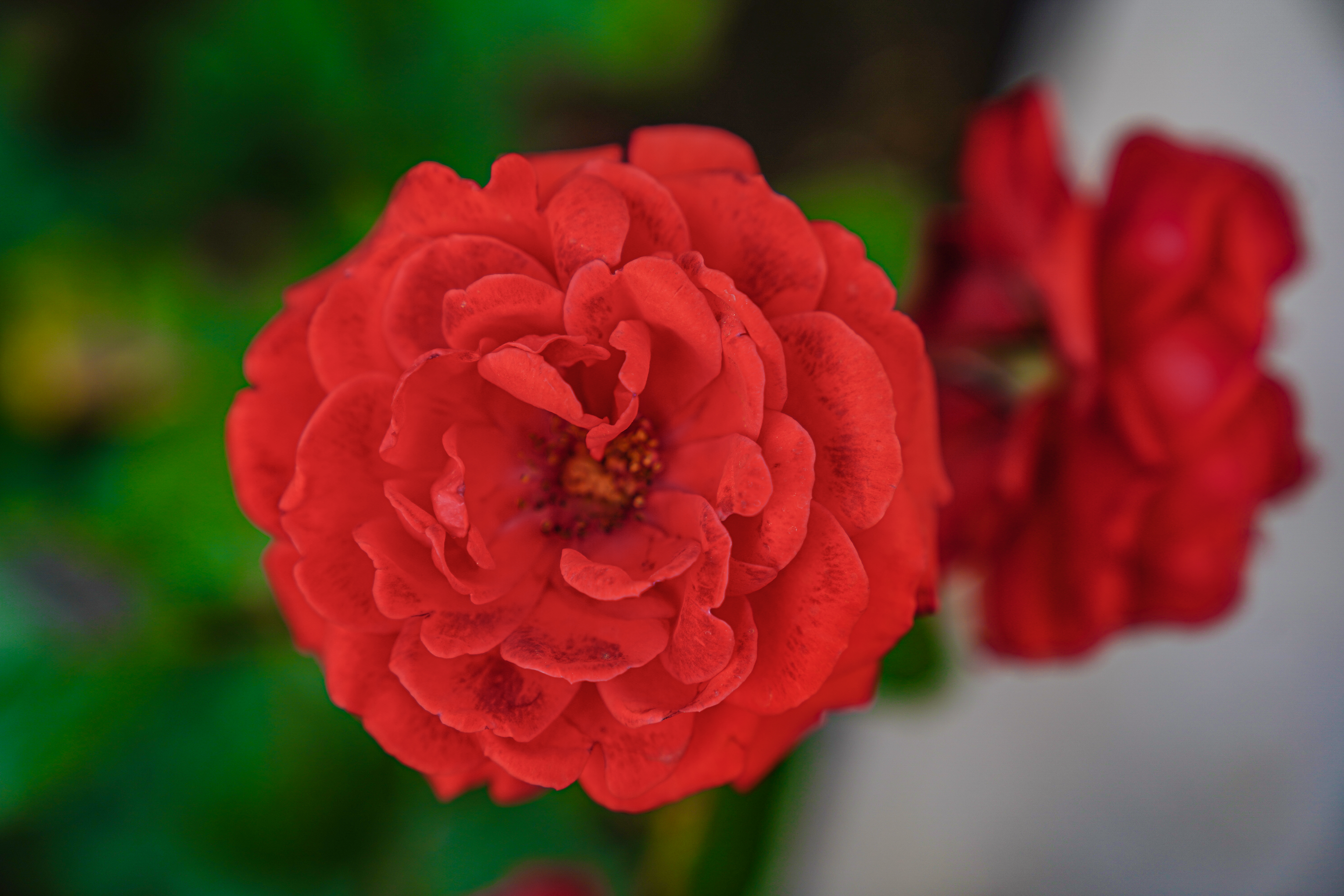 娇艳欲滴红玫瑰装点浪漫情人节