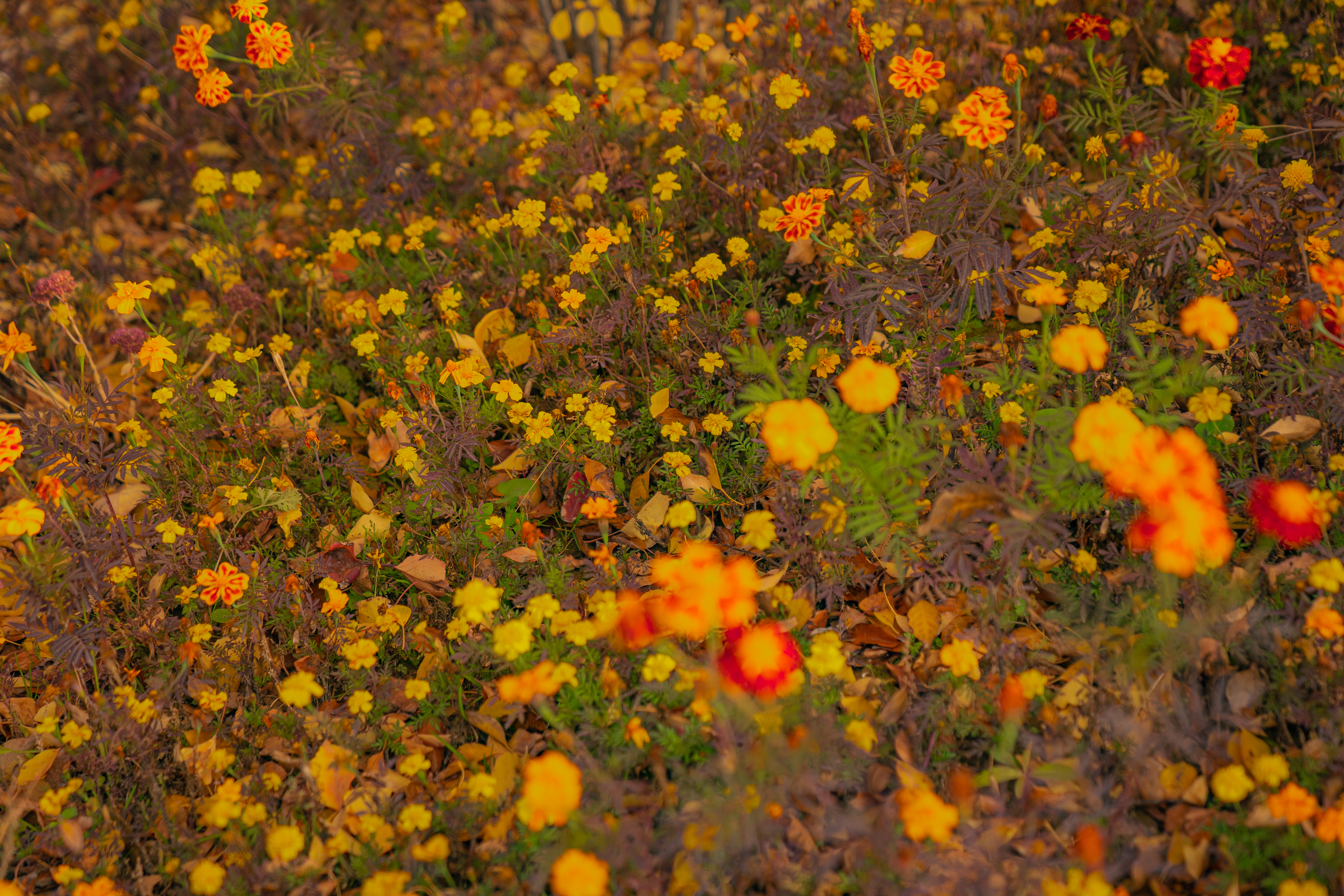 缤纷多彩鲜花地手机壁纸素材