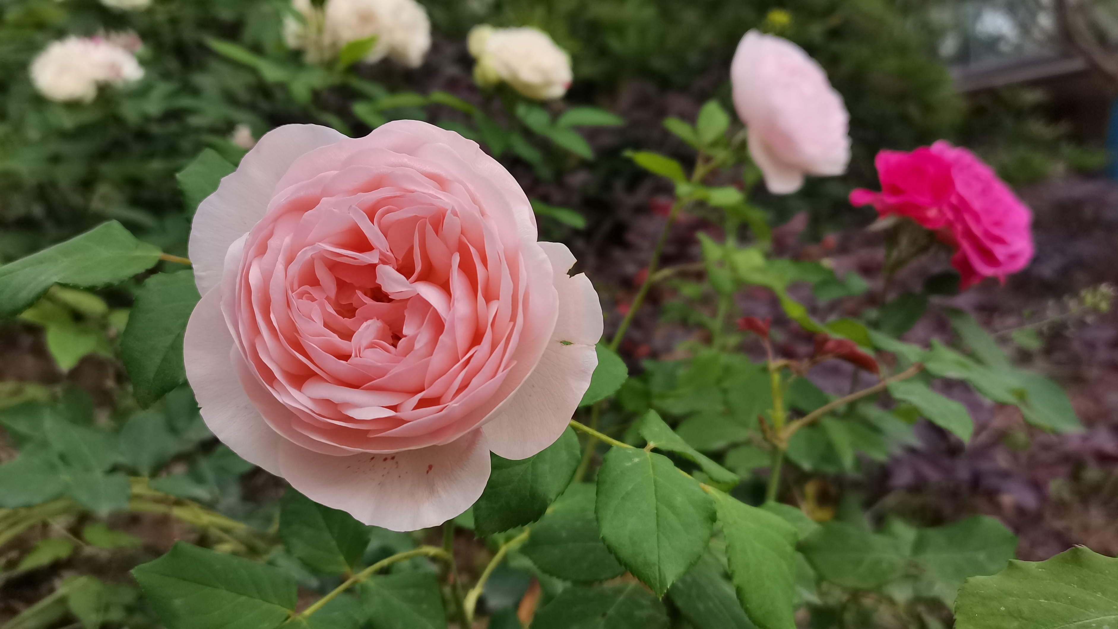 粉嫩玫瑰娇艳盛放装点浪漫鲜花壁纸