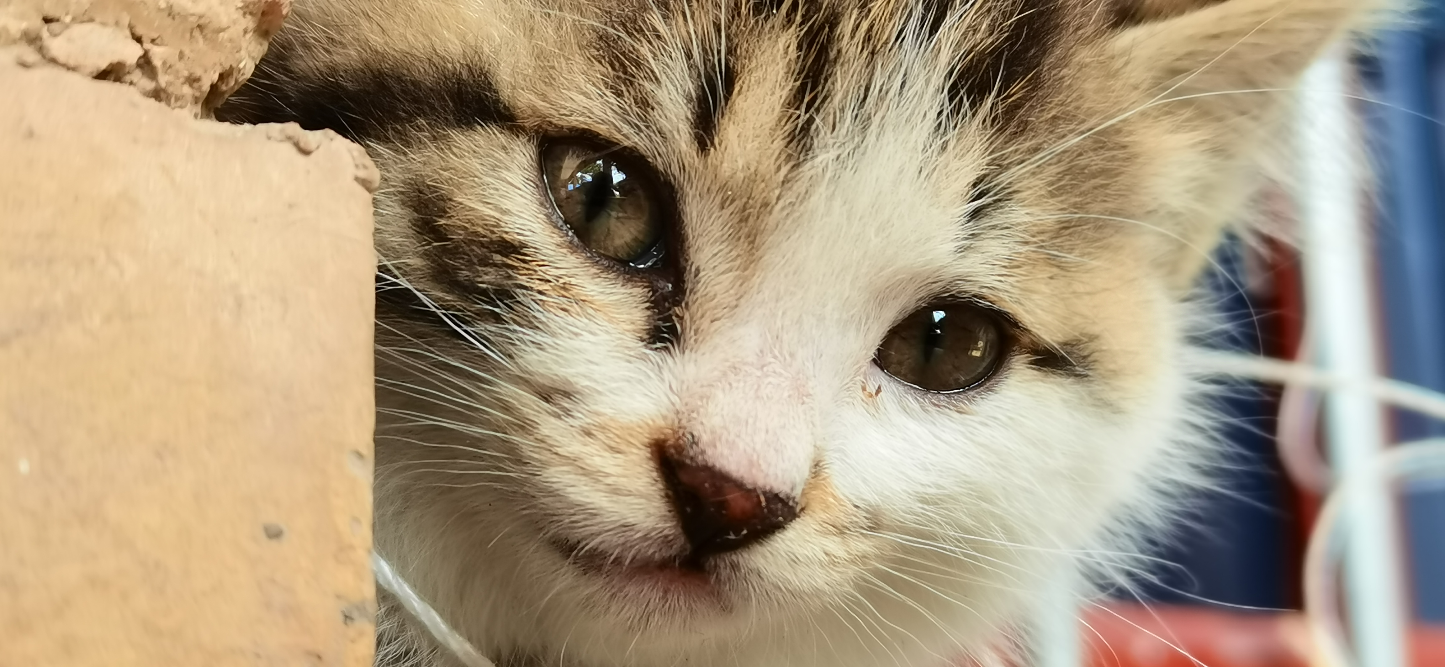 可爱小猫萌态十足宠物壁纸惹人爱