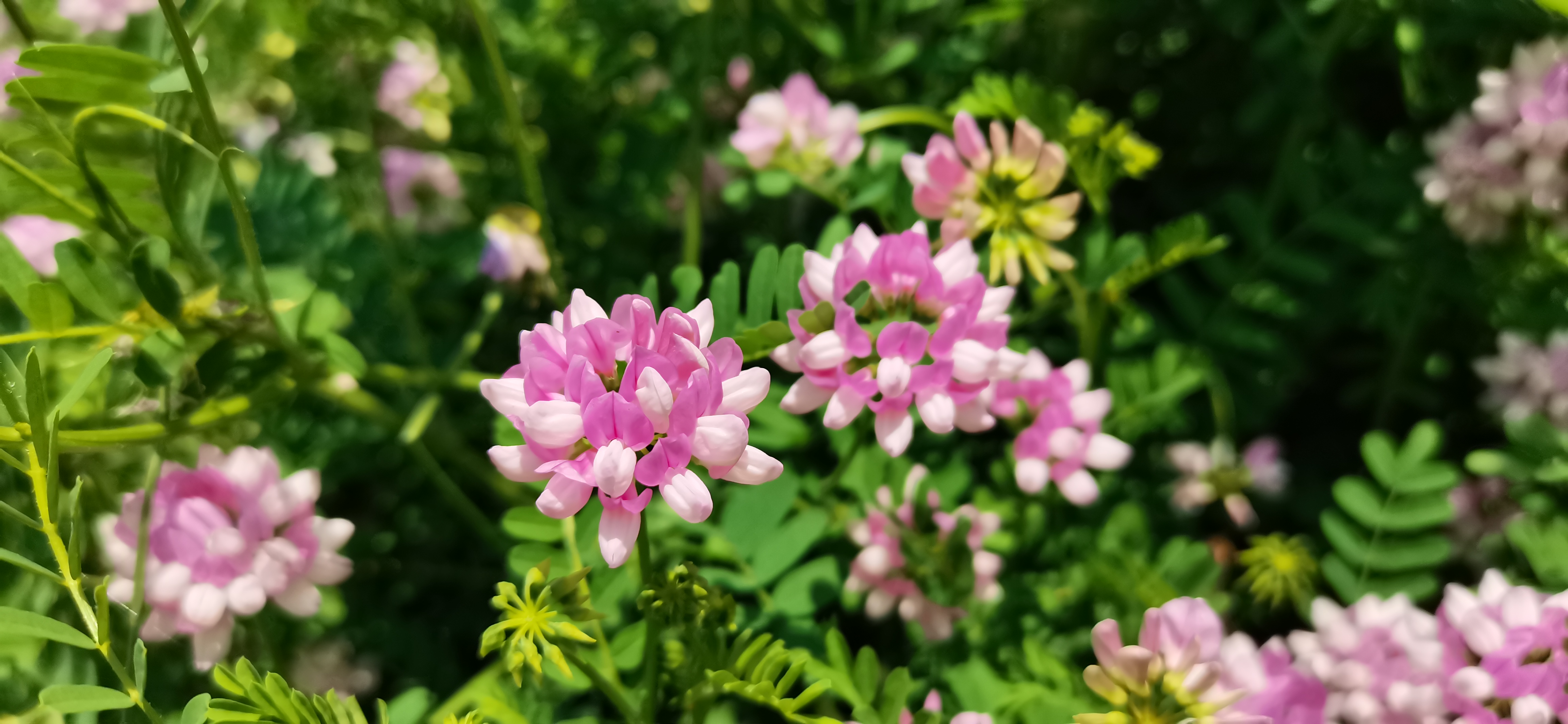 粉色鲜花绽放装点浪漫清新自然风画面