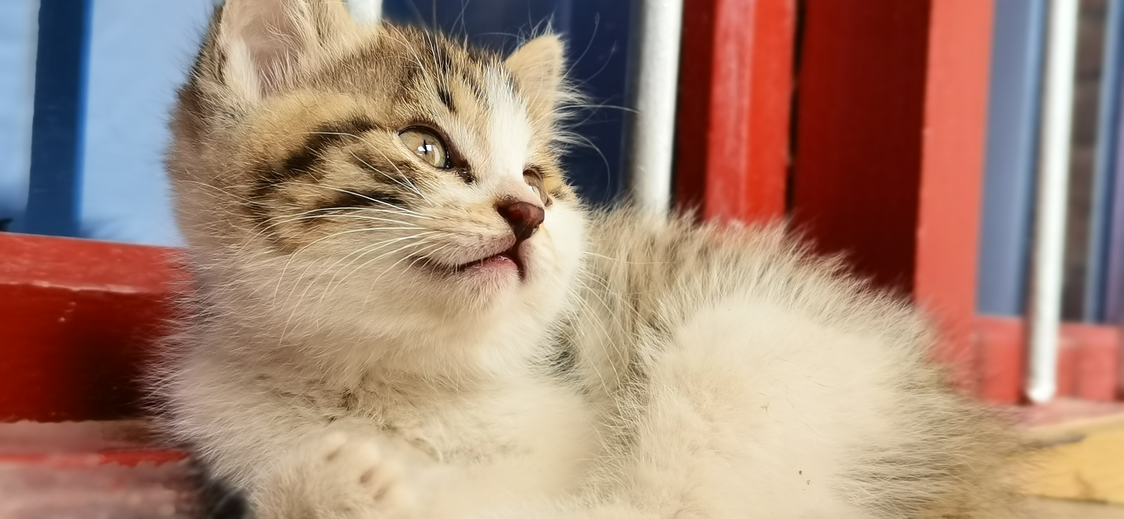 可爱小猫慵懒姿态萌宠宠物高清壁纸
