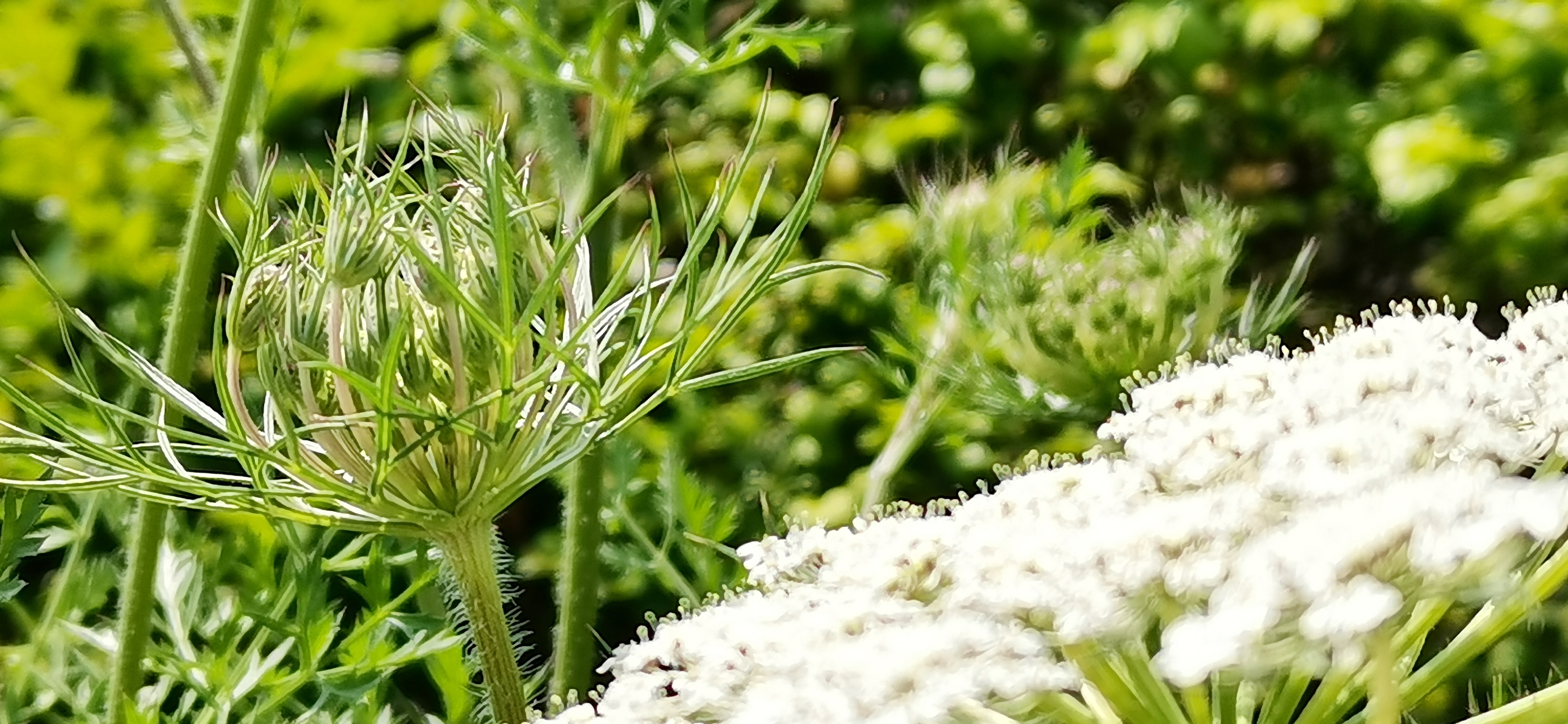 清新白色花朵绿植手机壁纸素材