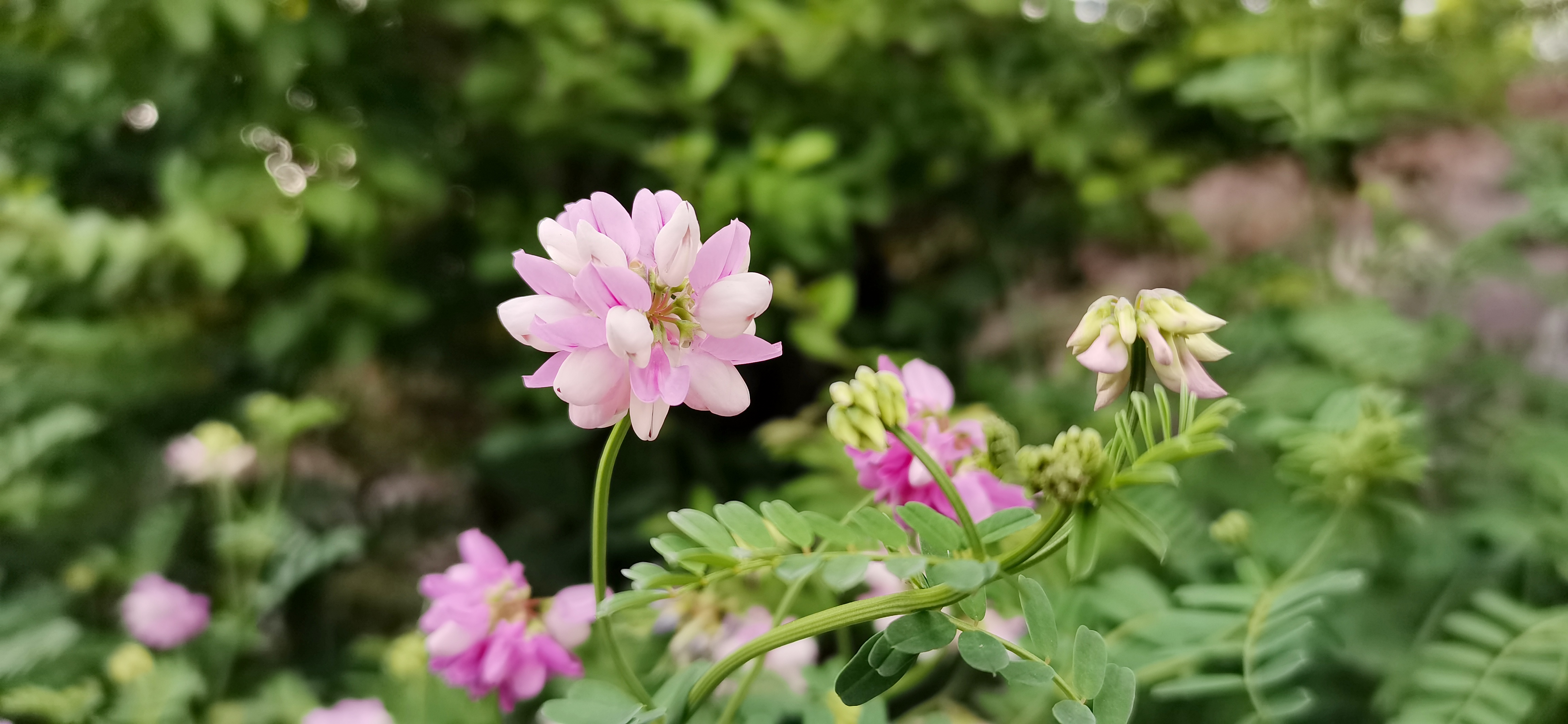 粉色花朵绽放清新自然的鲜花摄影素材
