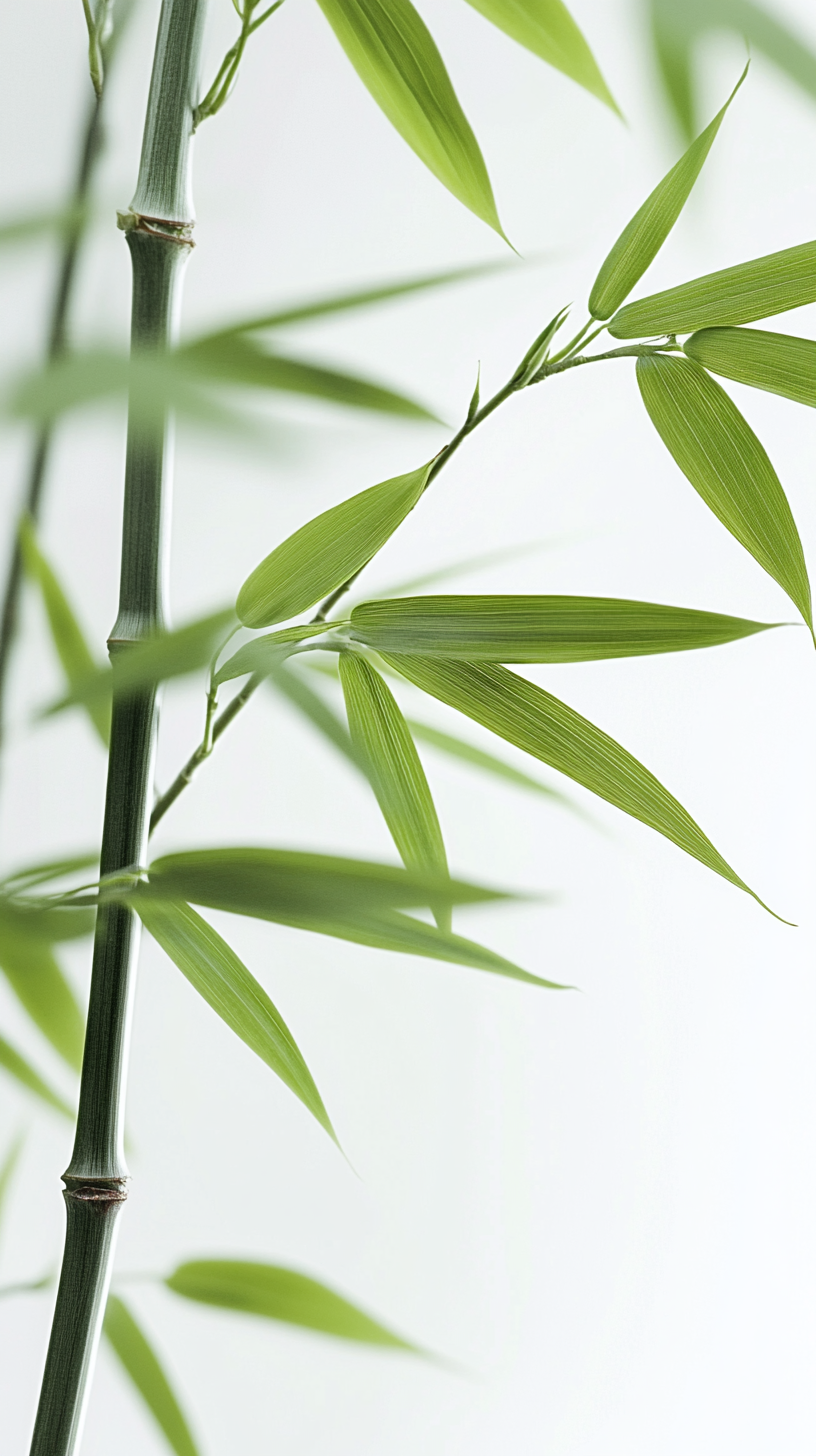 清新翠竹素材图