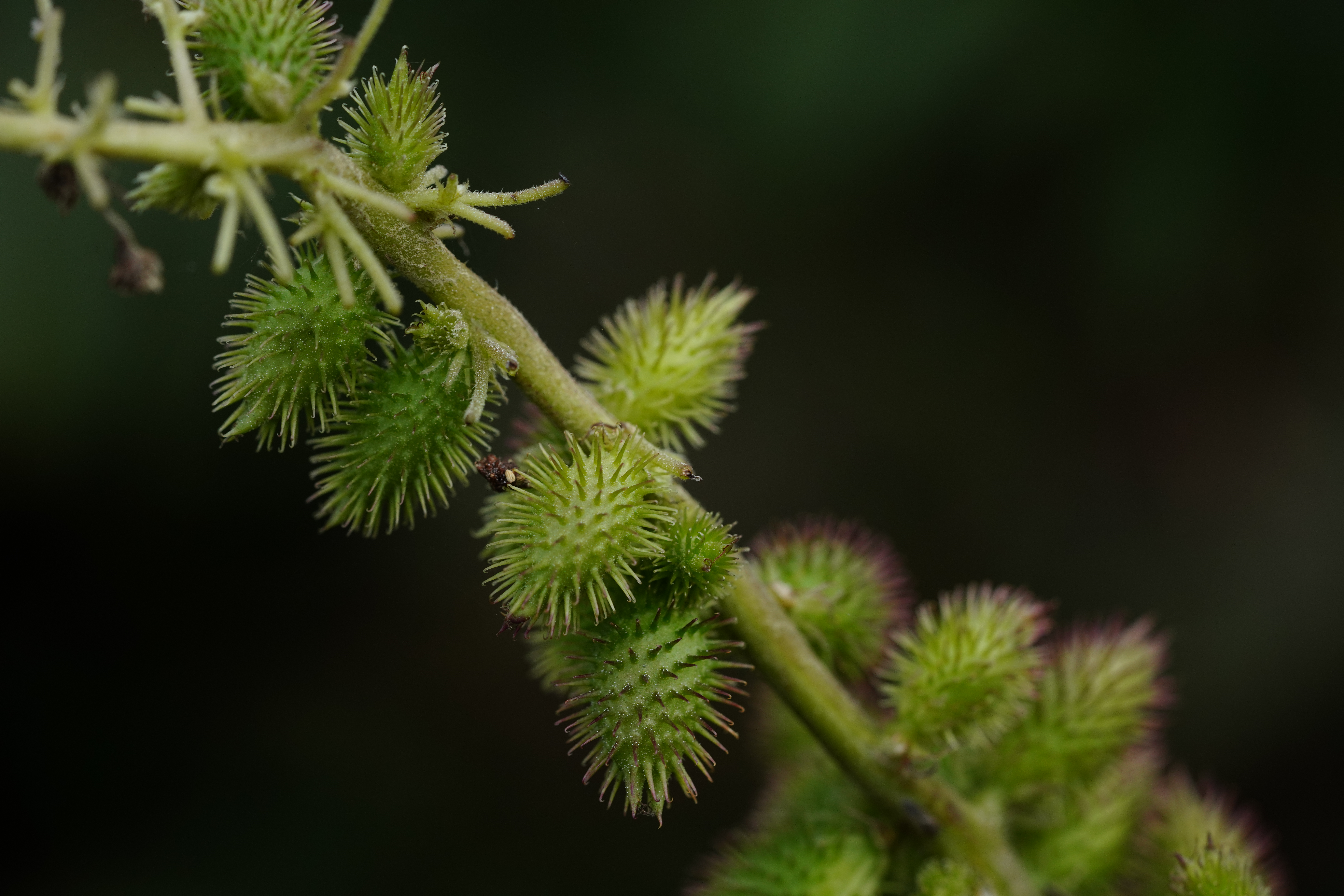 绿色带刺植物特写感受大自然的清新