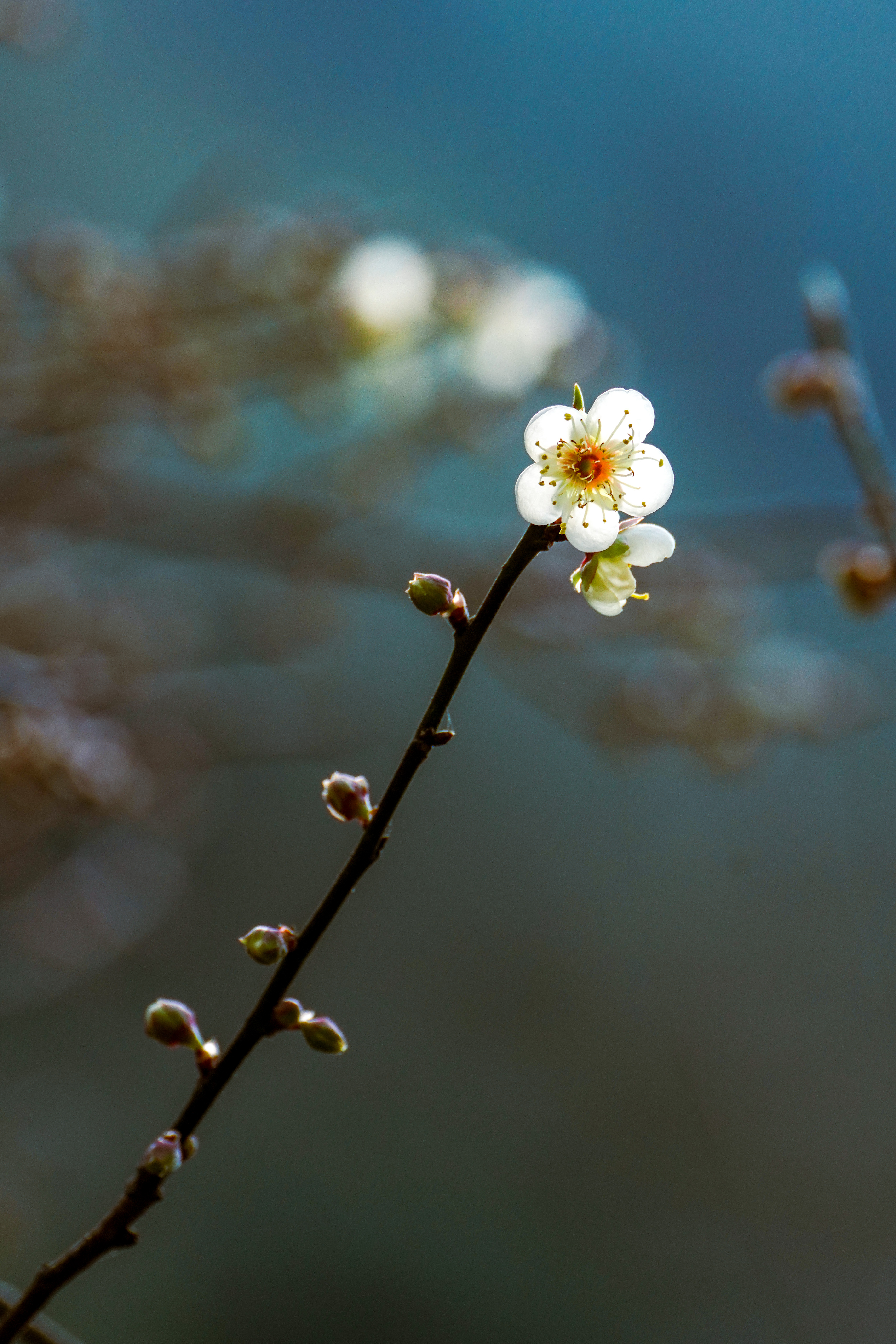 清新一枝梅花开春日生机之美