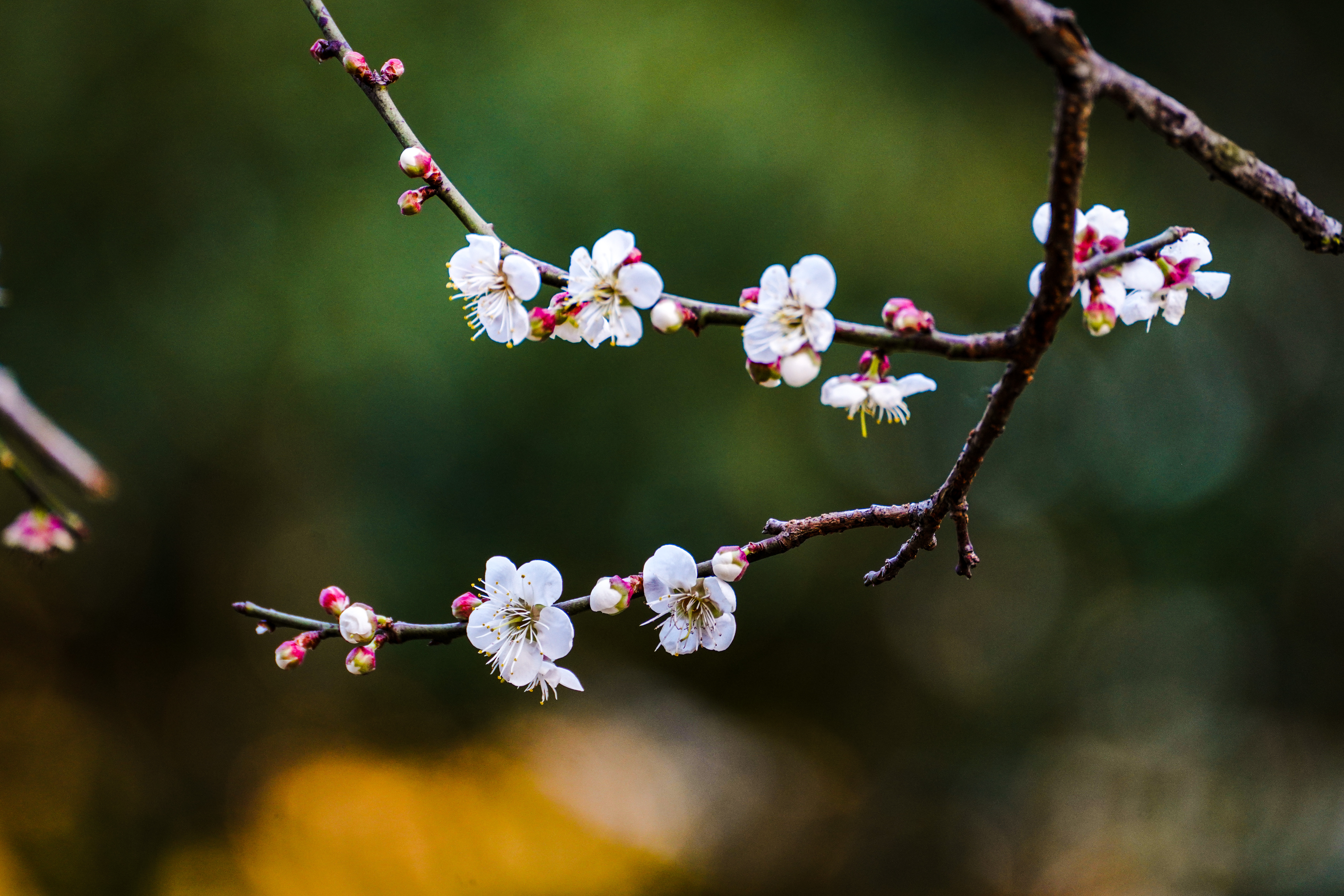 枝头绽放的白色梅花春日清新之美