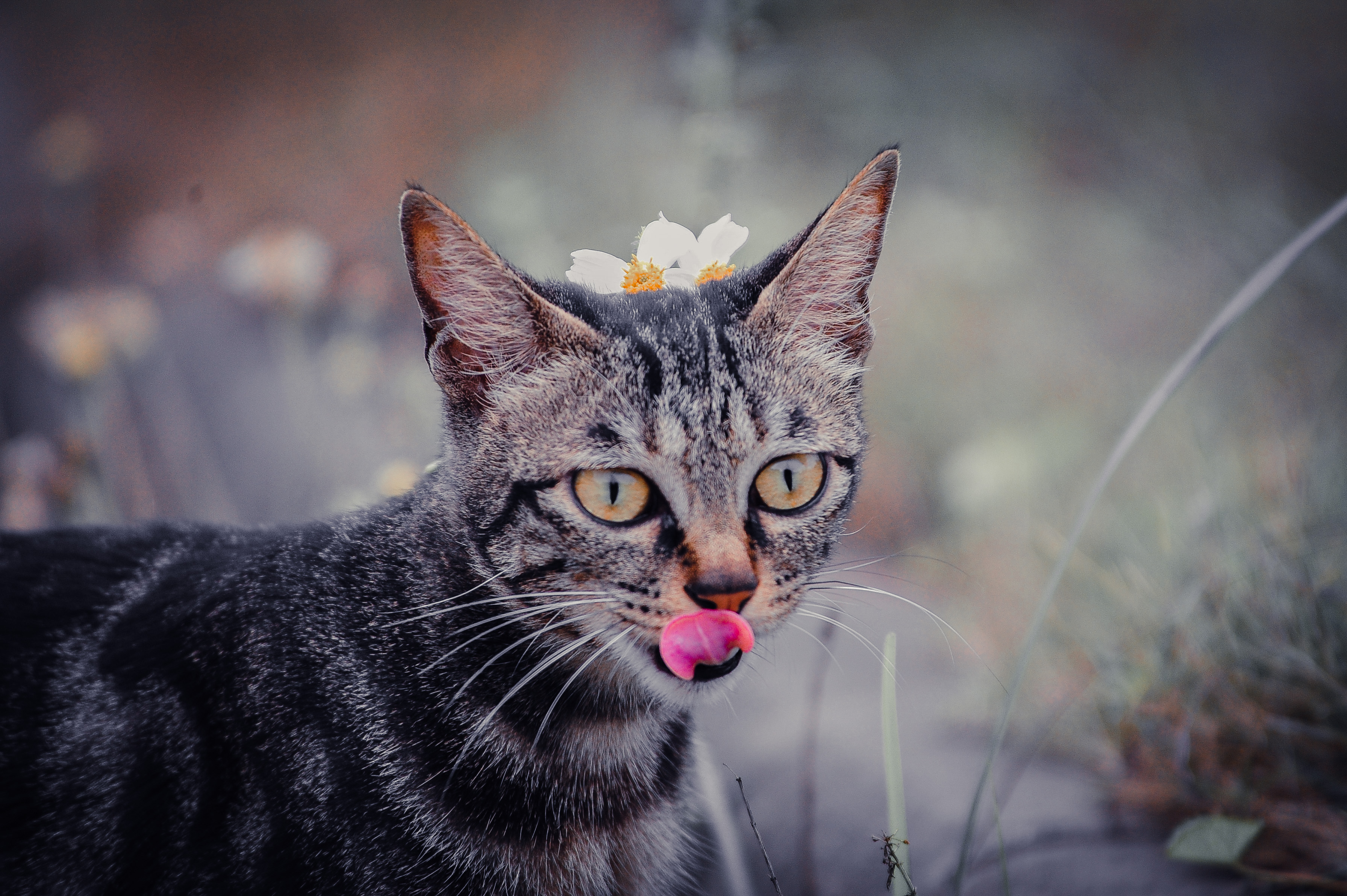 可爱猫咪吐舌卖萌超萌宠物壁纸