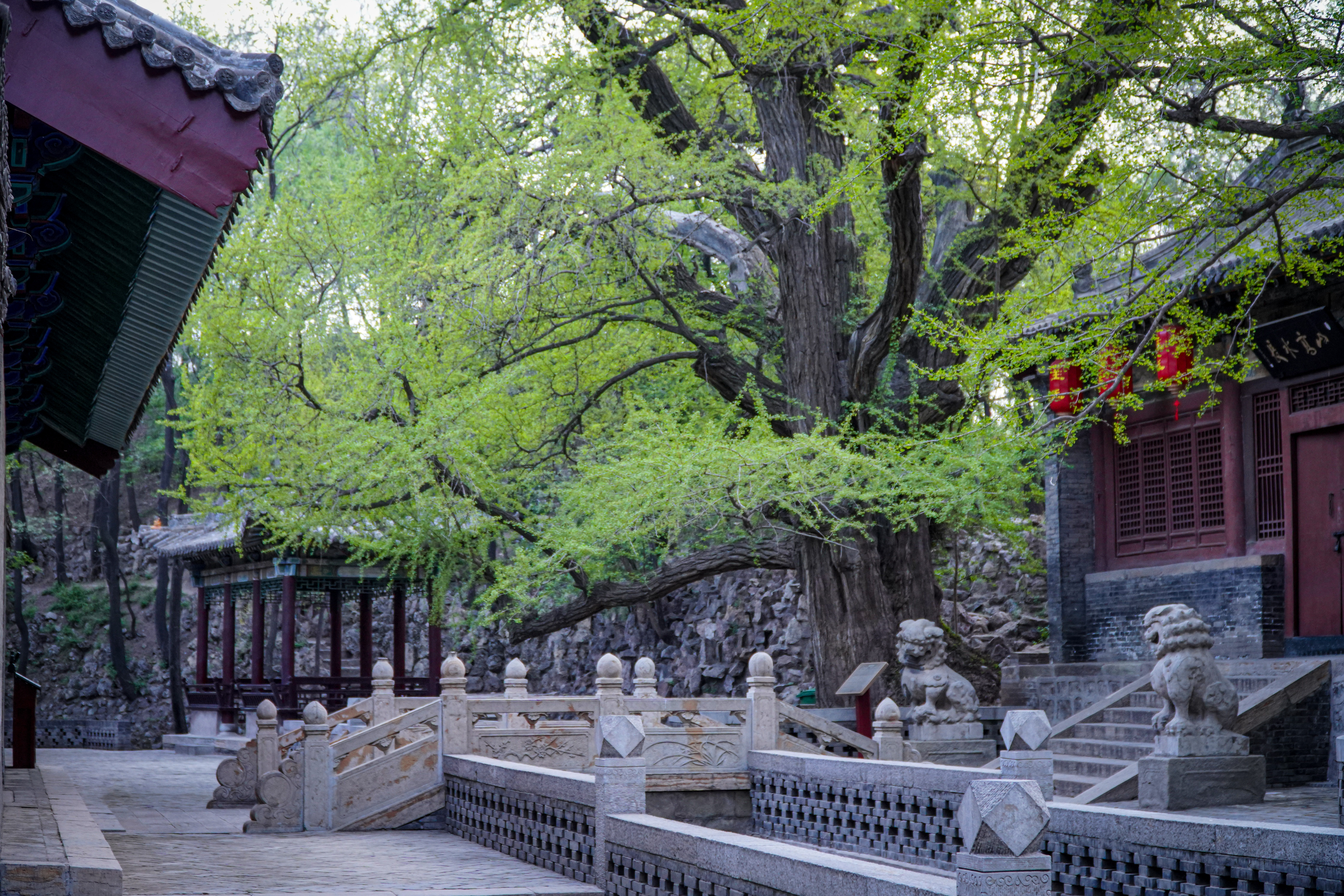 古建筑旁绿树成荫的宁静风景