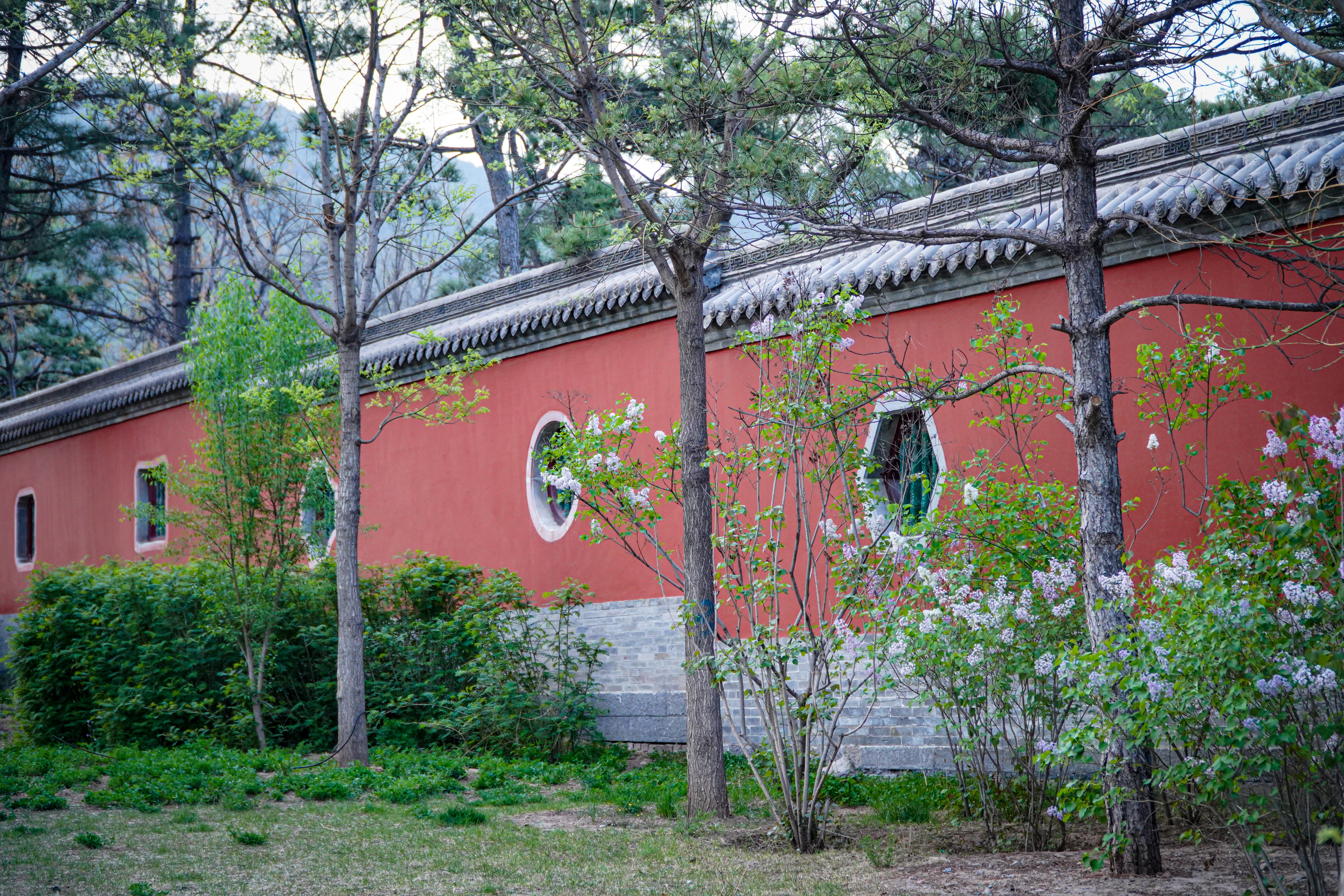 红墙古建筑外树木葱茏春日之美