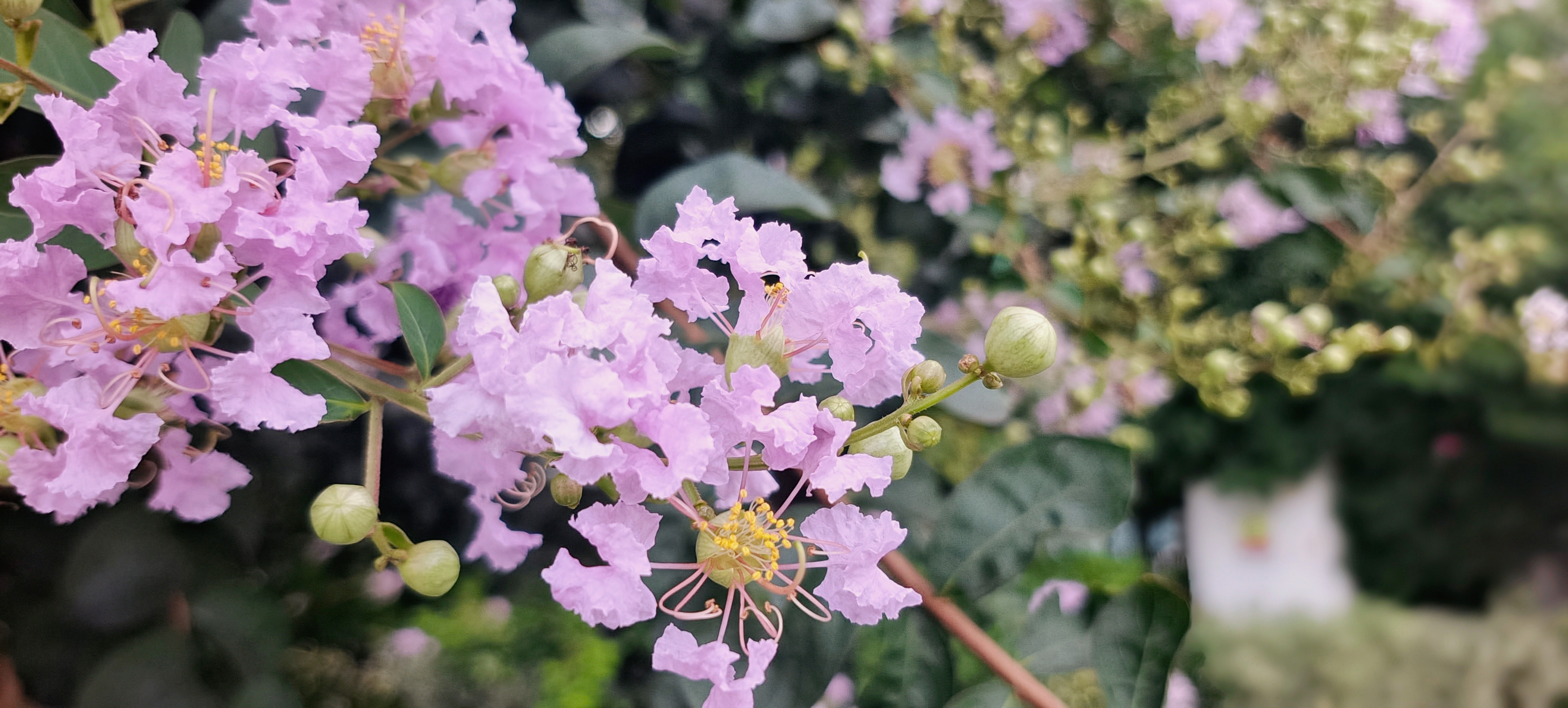 赏浪漫紫薇花，让粉色系鲜花点亮生活