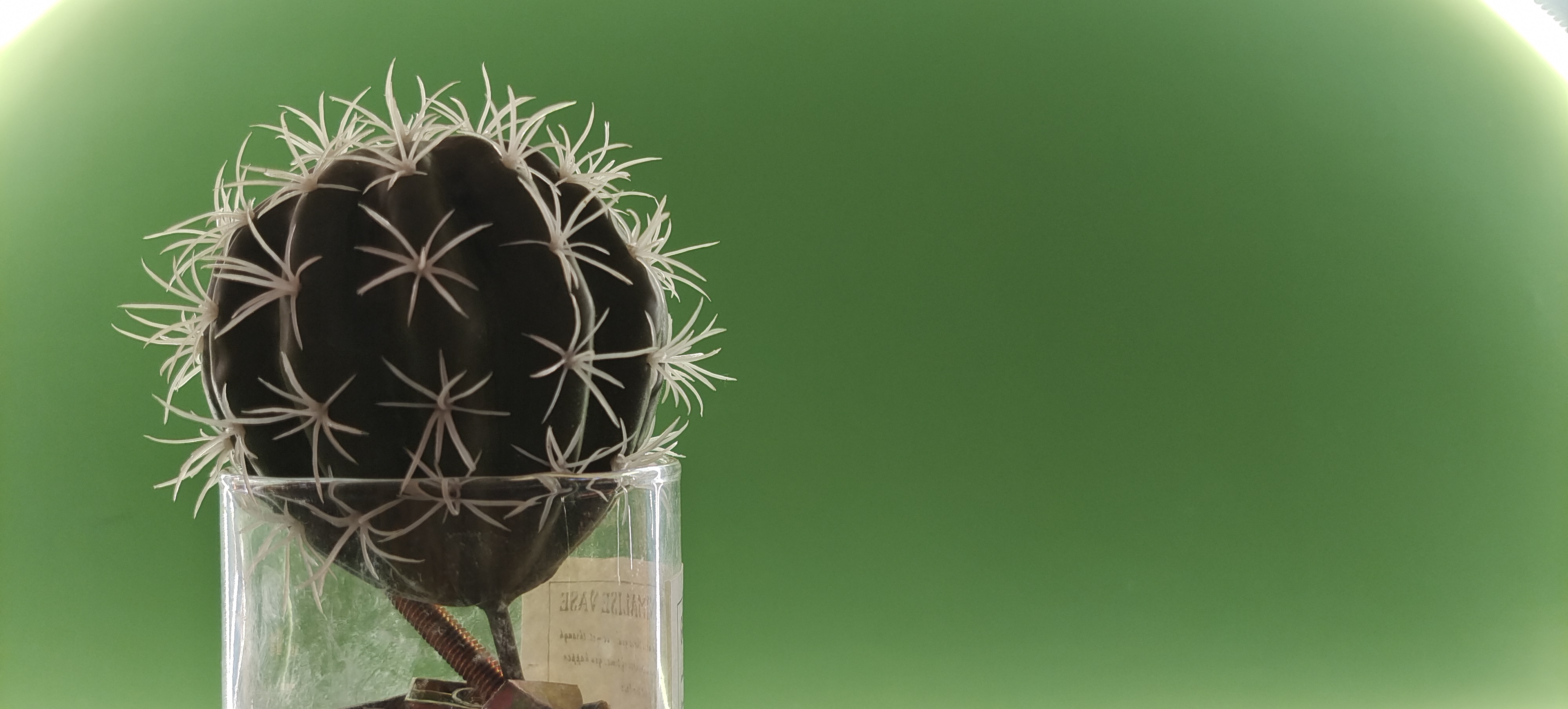 玻璃杯中独特的仙人掌绿植清新惹人爱