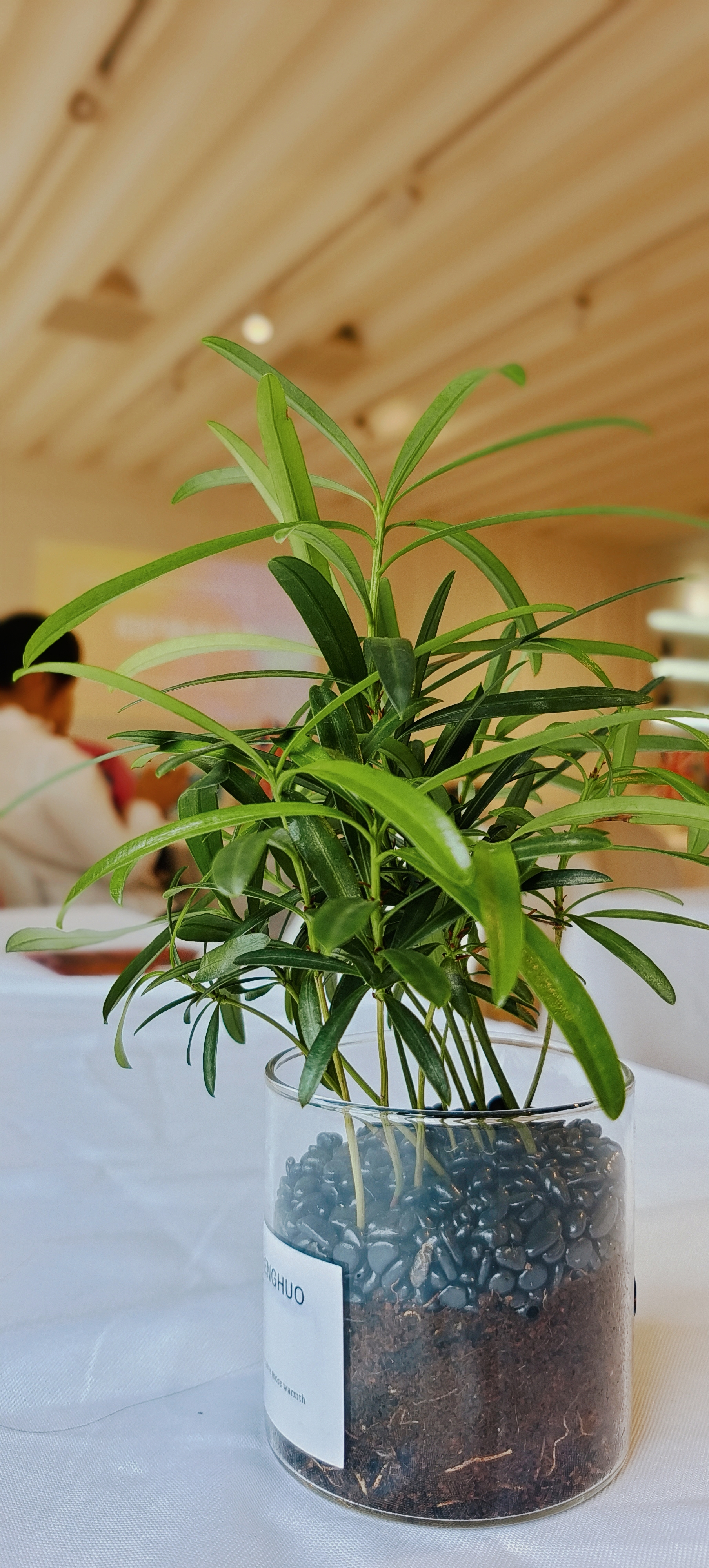 透明玻璃盆栽绿植，清新室内装饰好物