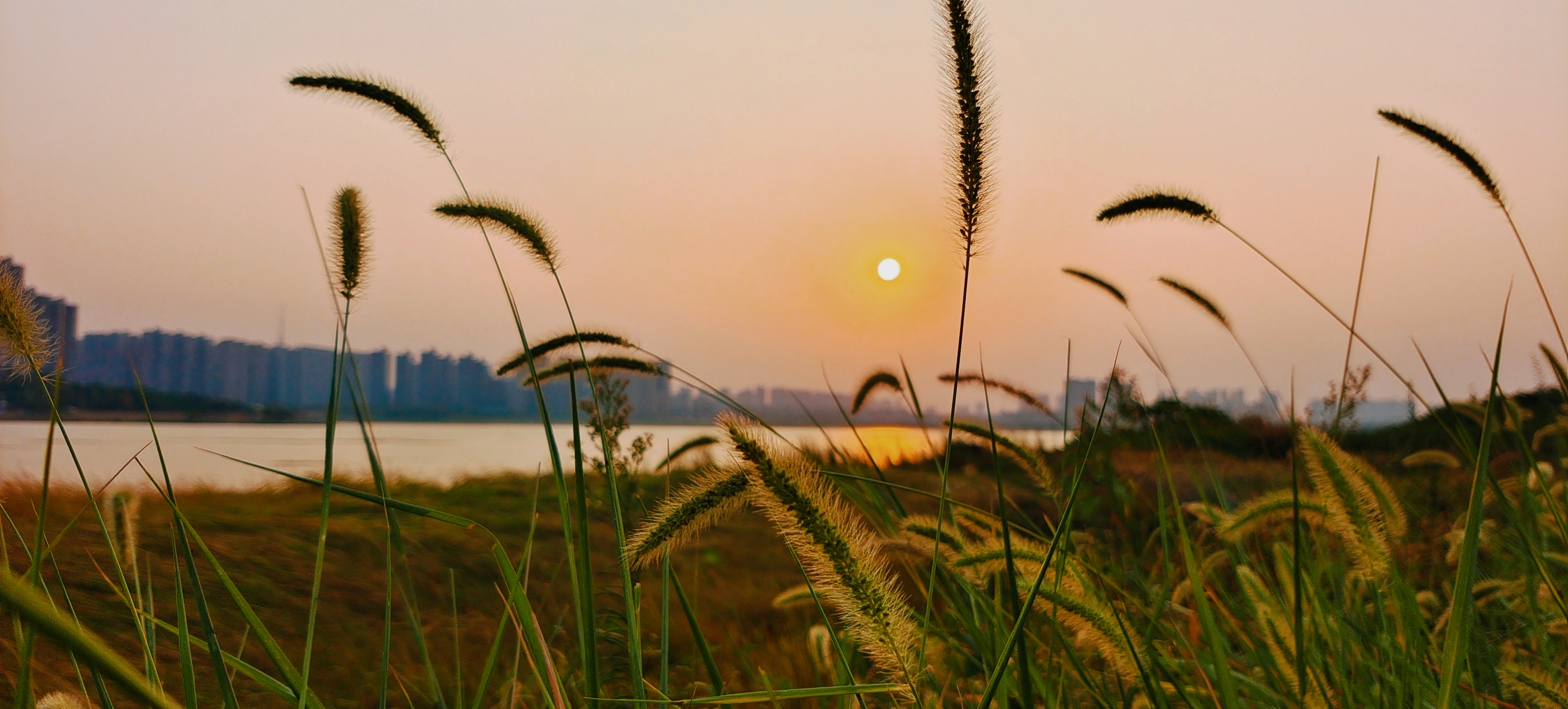 夕阳下的小草随风摇曳尽显自然之美