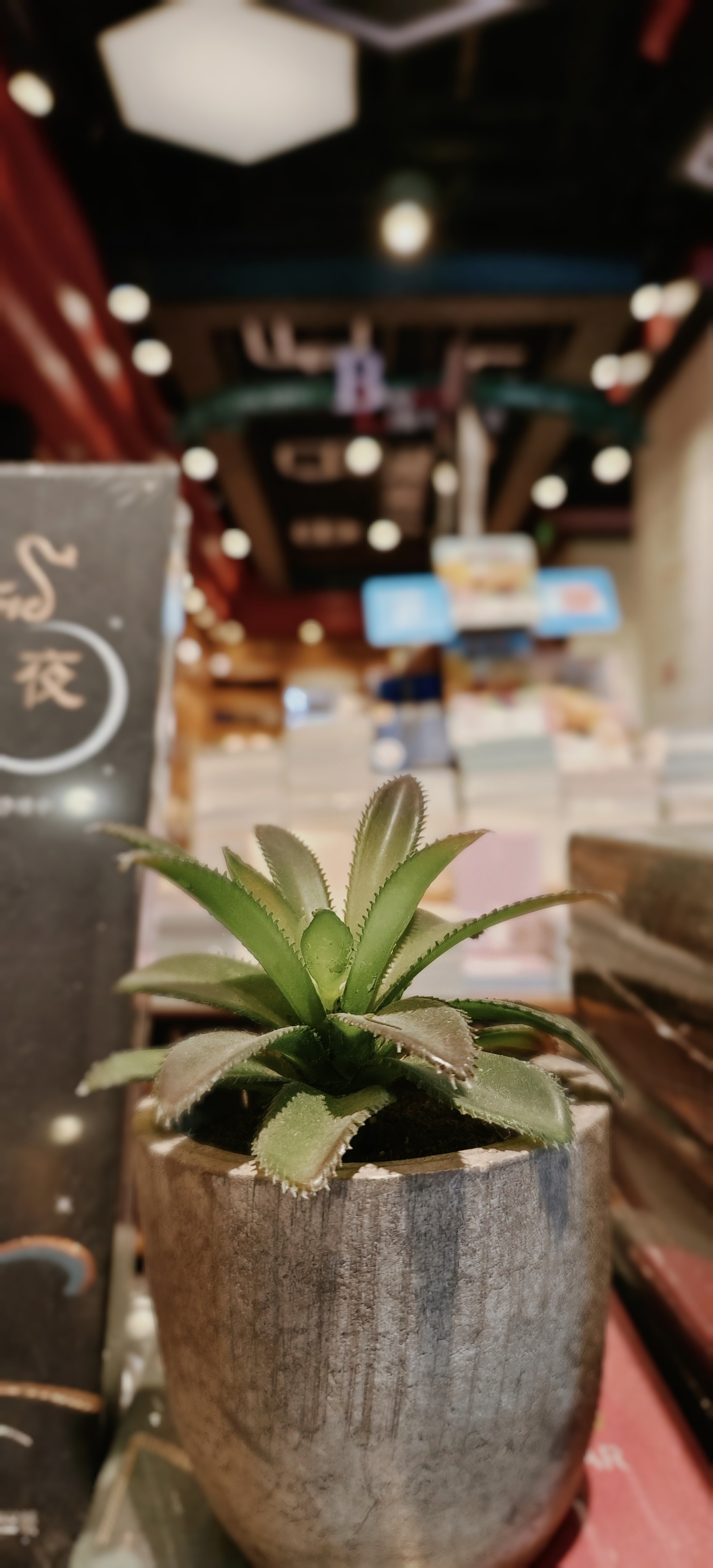 清新绿植盆栽室内增添一抹自然绿意
