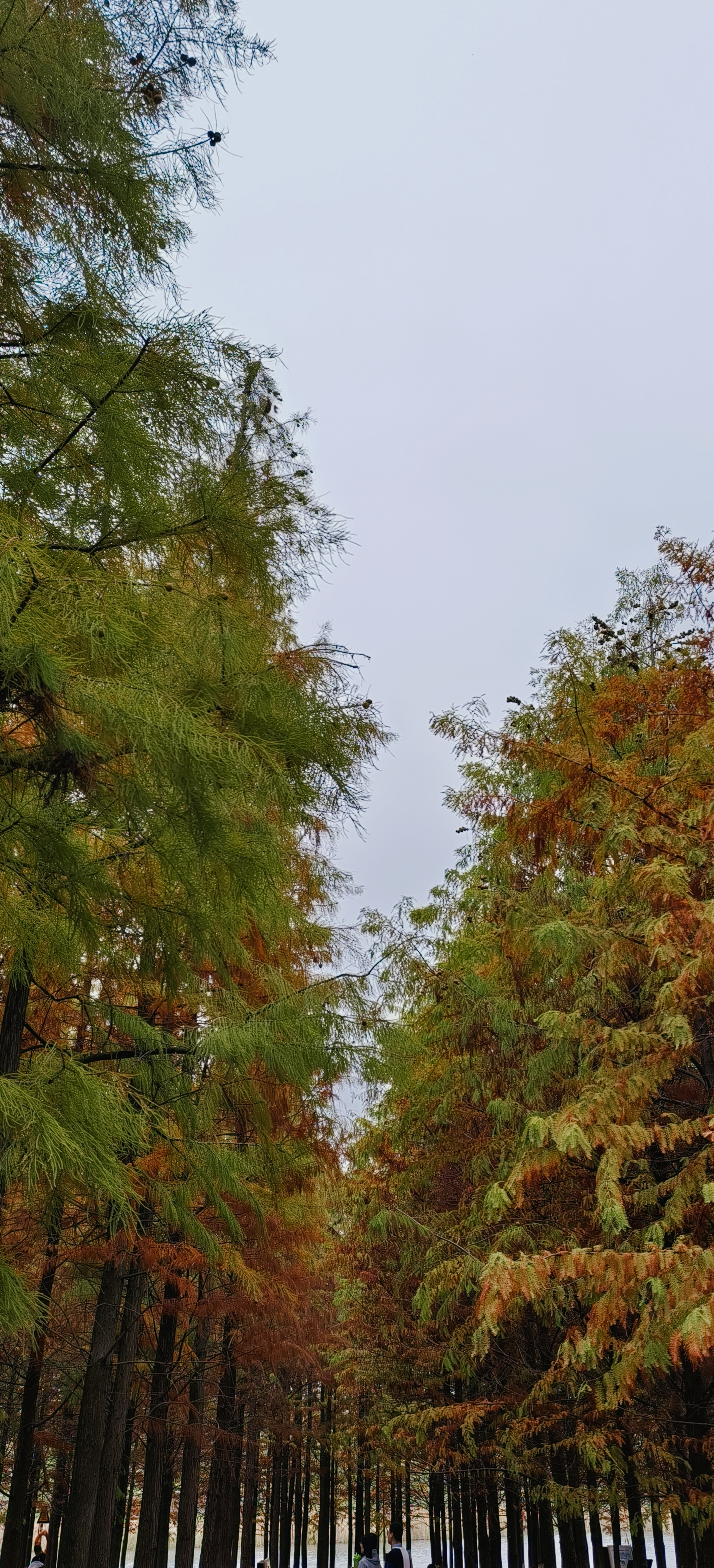 森林中树木多彩展现自然之美