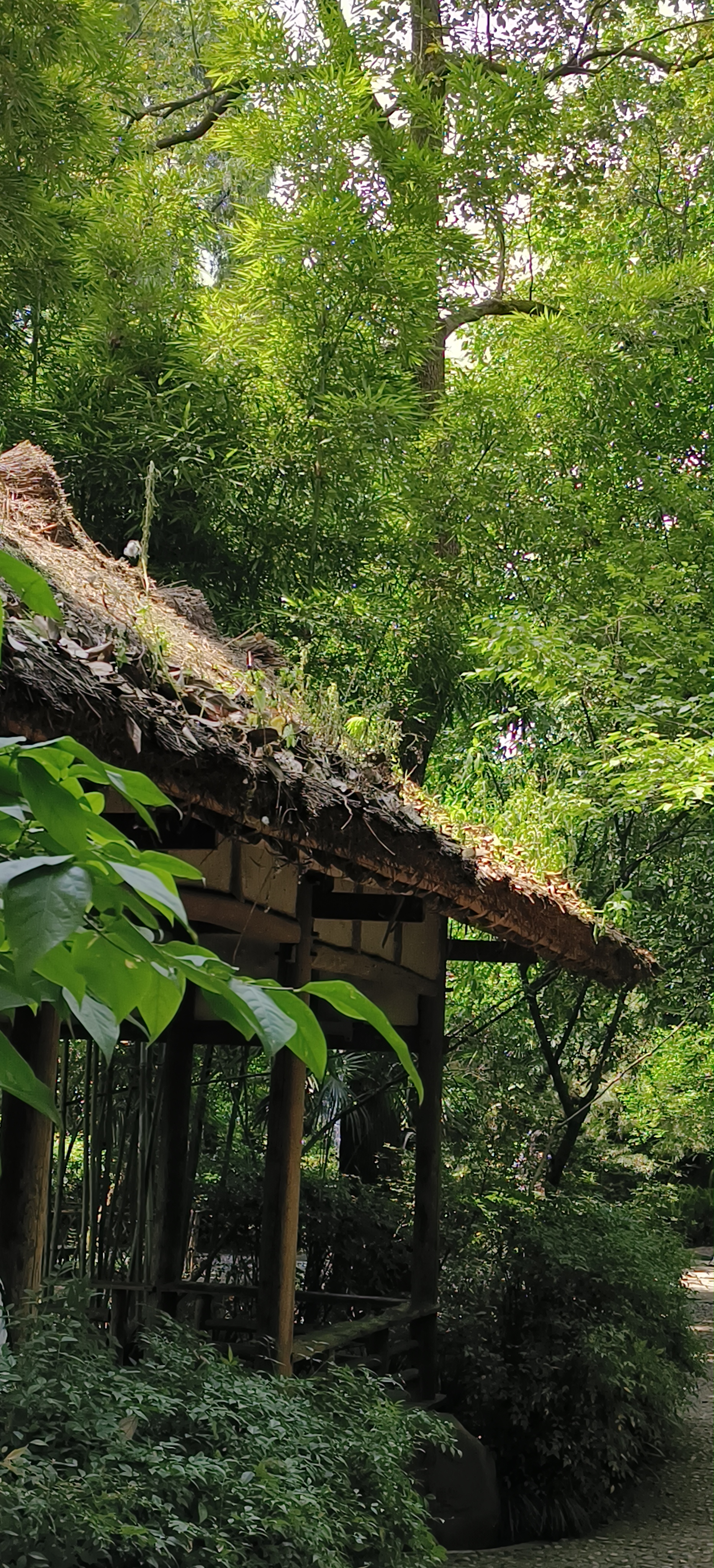 森林中的古朴小屋自然清新的风景壁纸