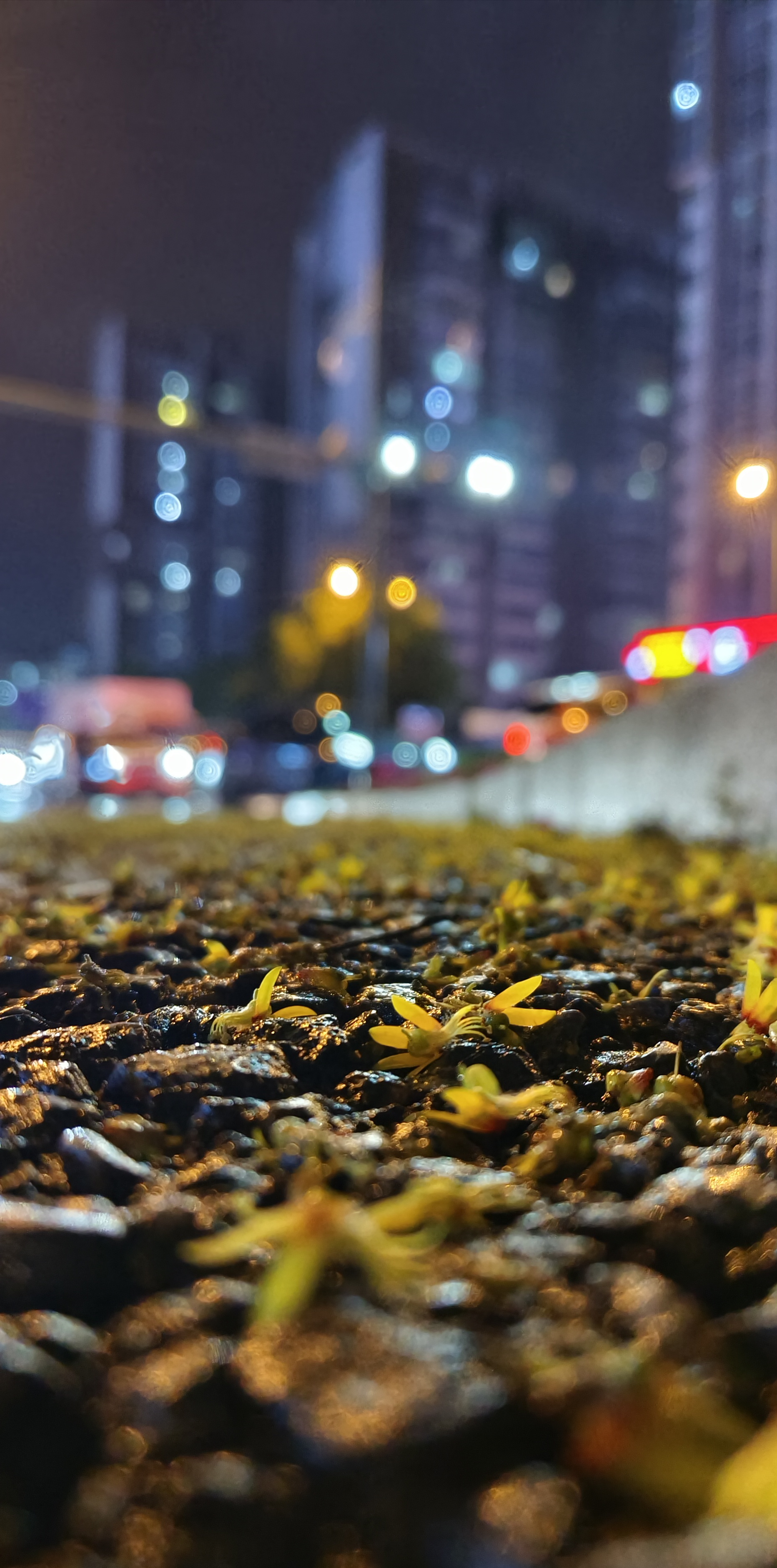 夜色中落花满地的城市街道唯美景象