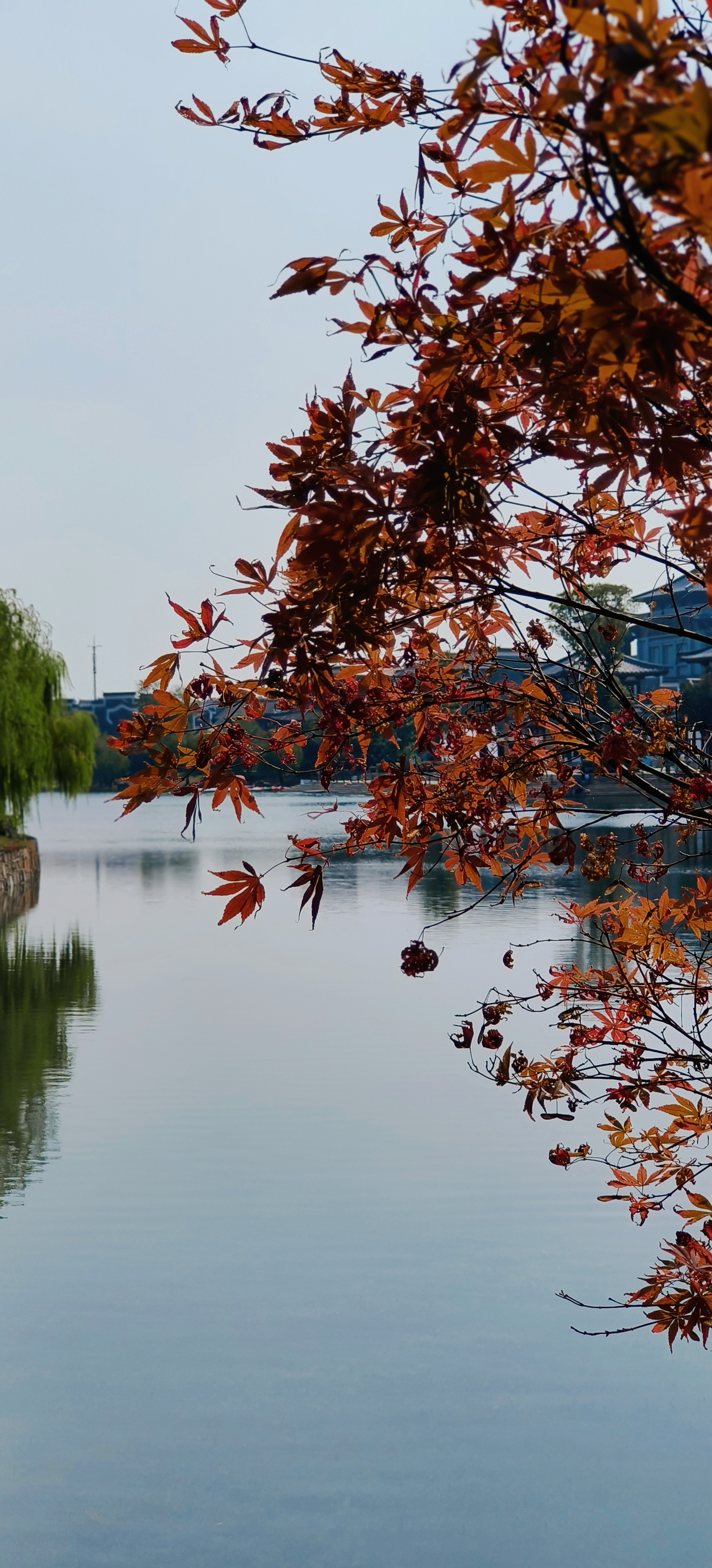 红叶映湖水赏秋季湖泊自然美景
