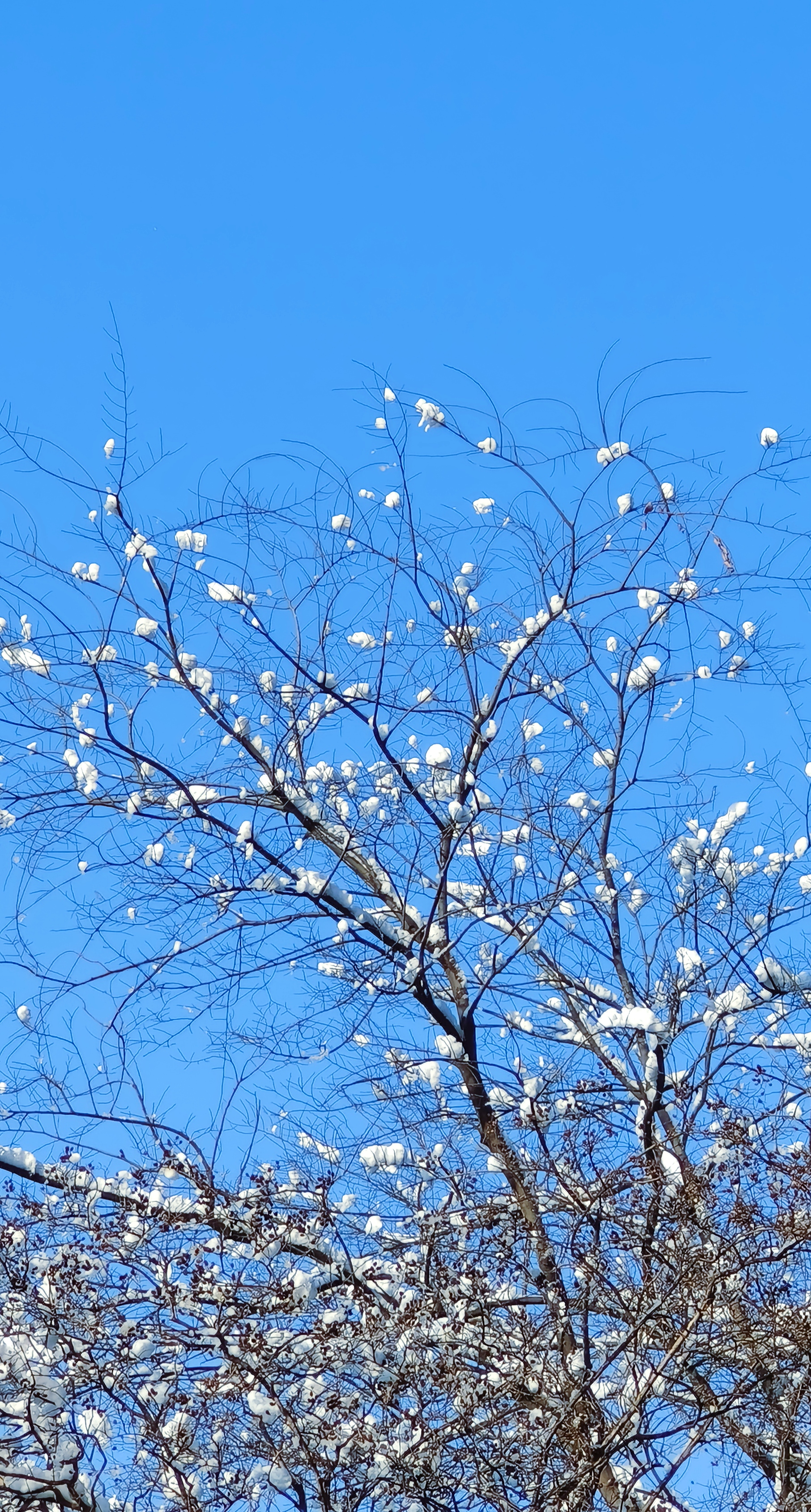 蓝天下覆雪树枝的唯美冬日景象