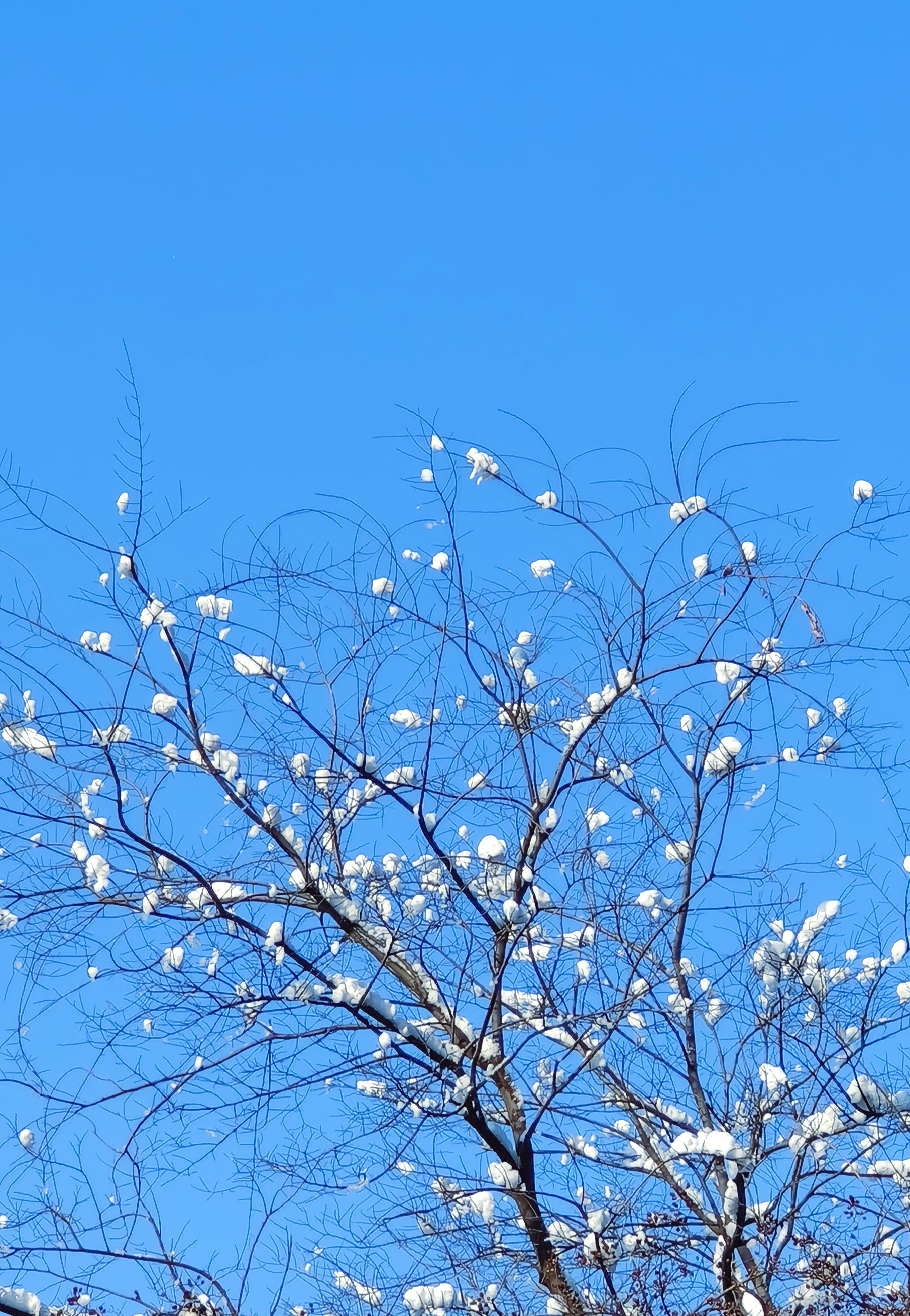 蓝天映衬下的雪树 唯美手机壁纸