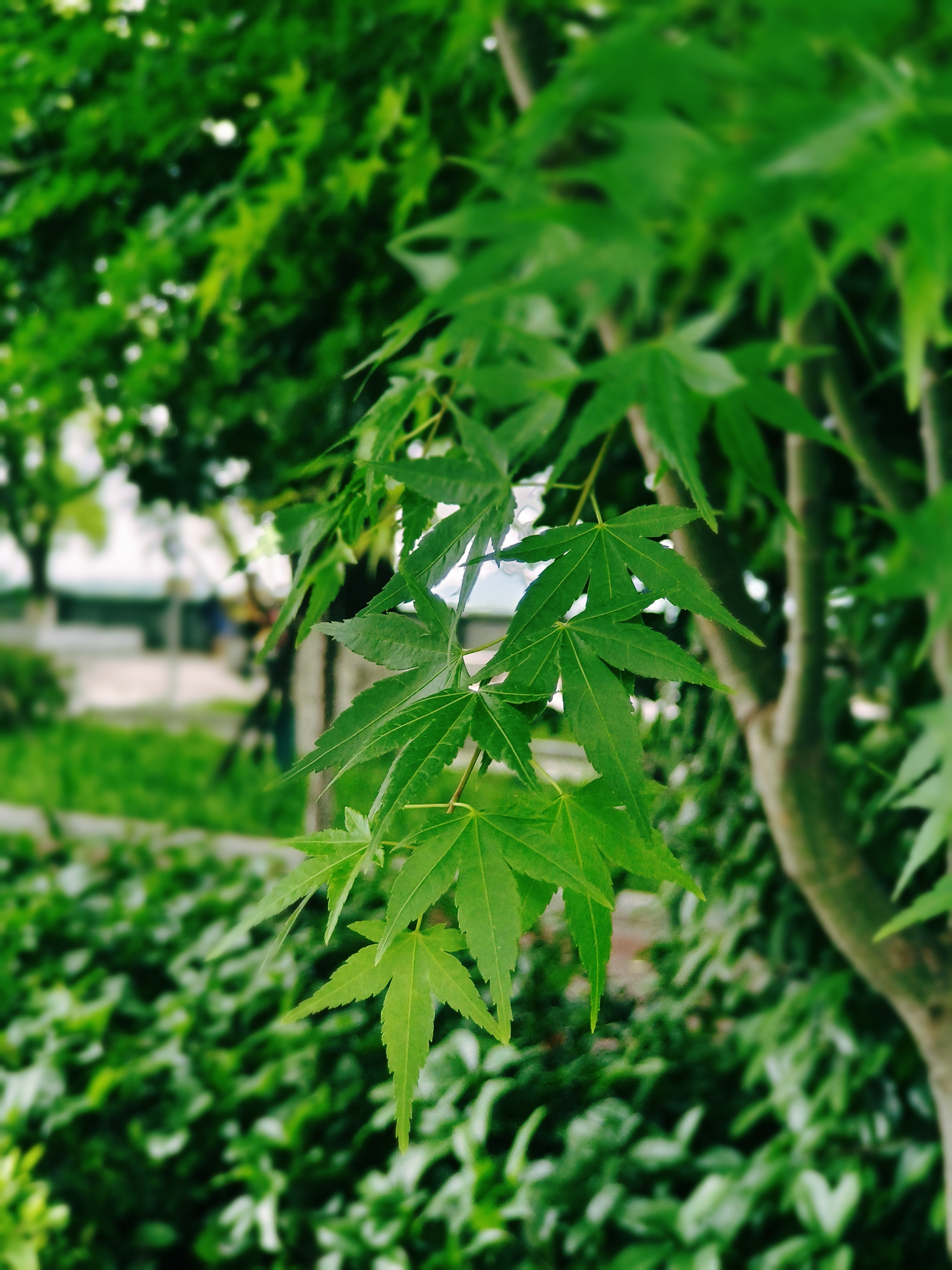 翠绿树叶展现自然生机壁纸