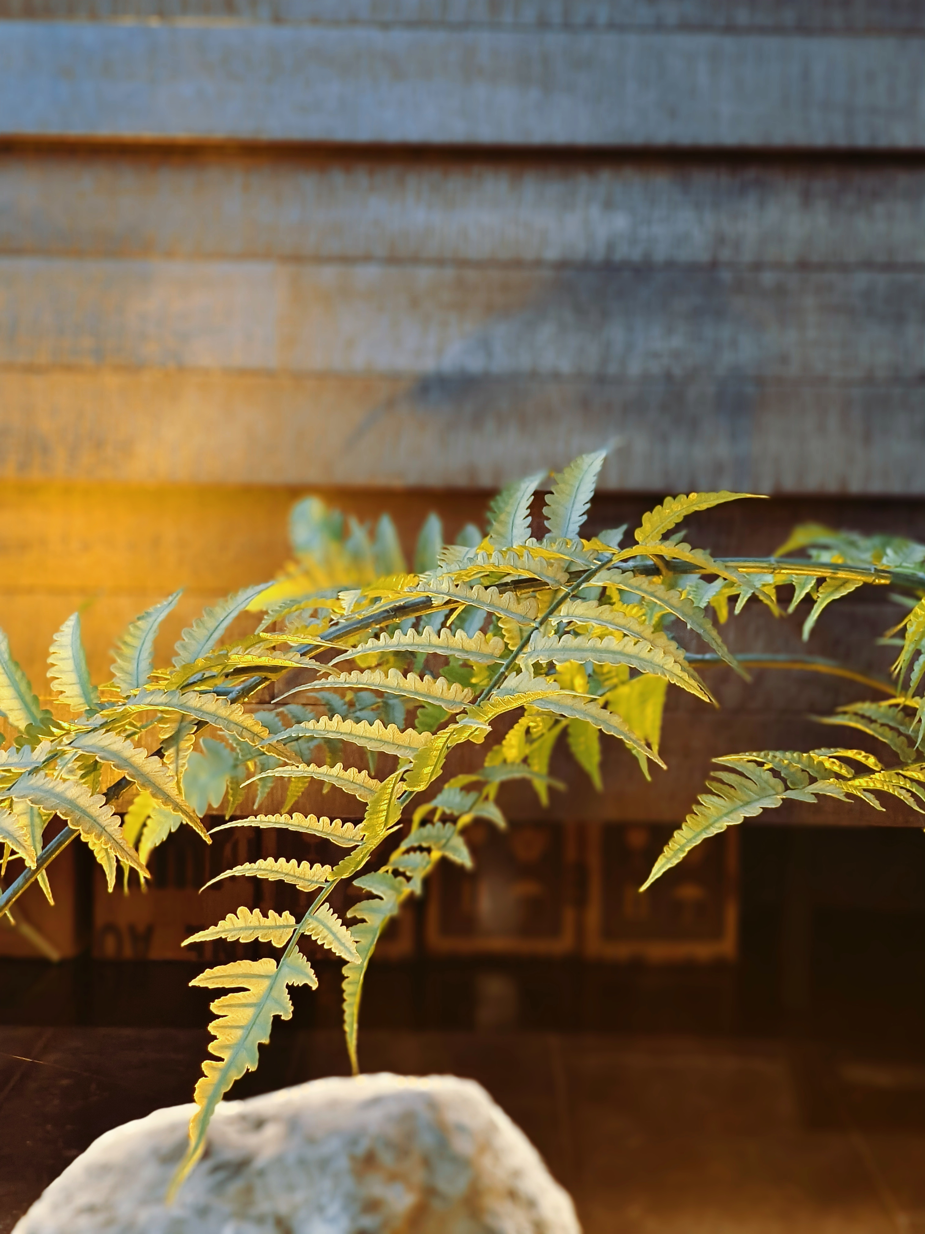 清新蕨类绿植自然风壁纸