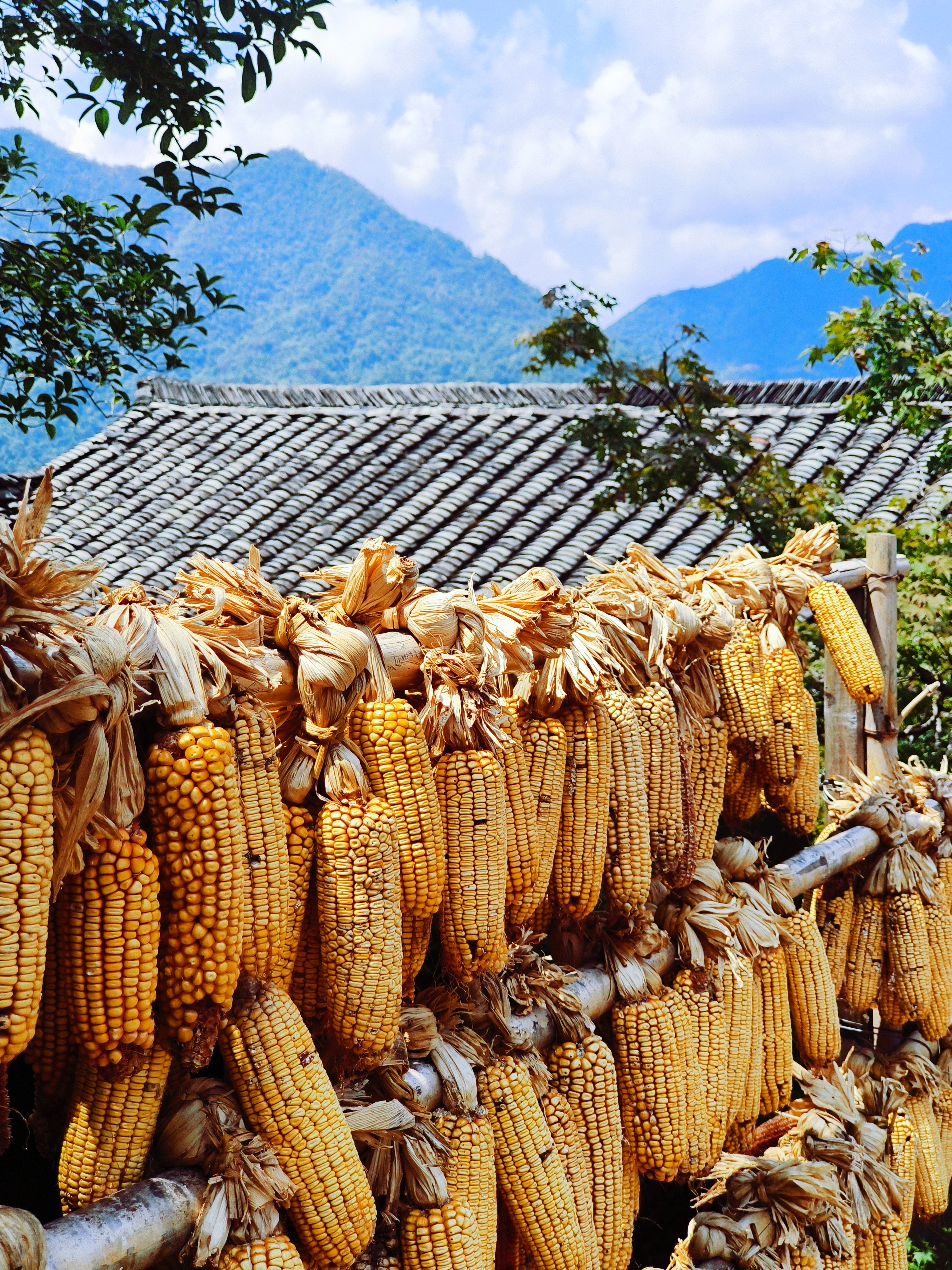 乡村玉米丰收景象质朴田园风情