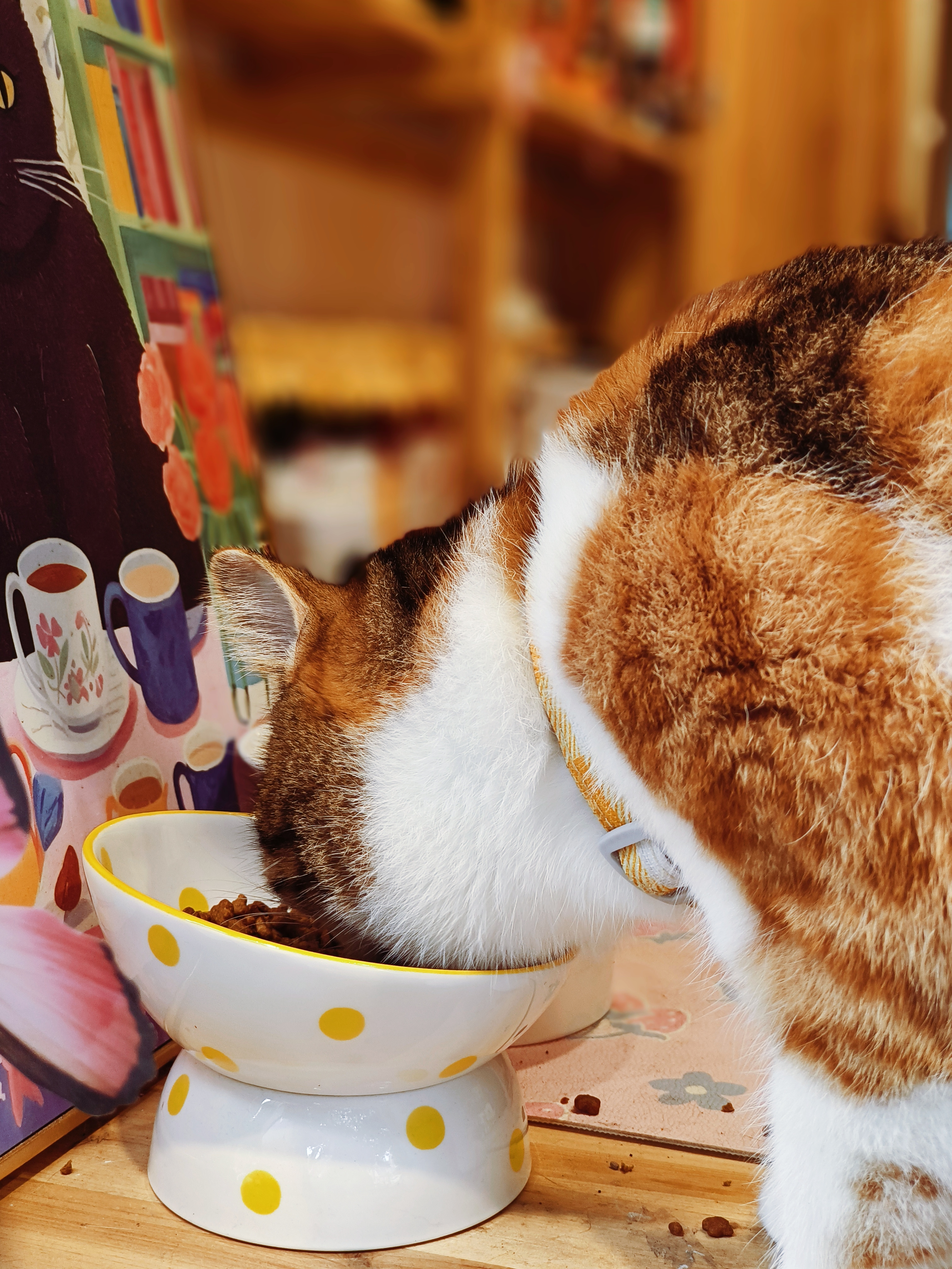 可爱猫咪认真进食的温馨画面宣传物料