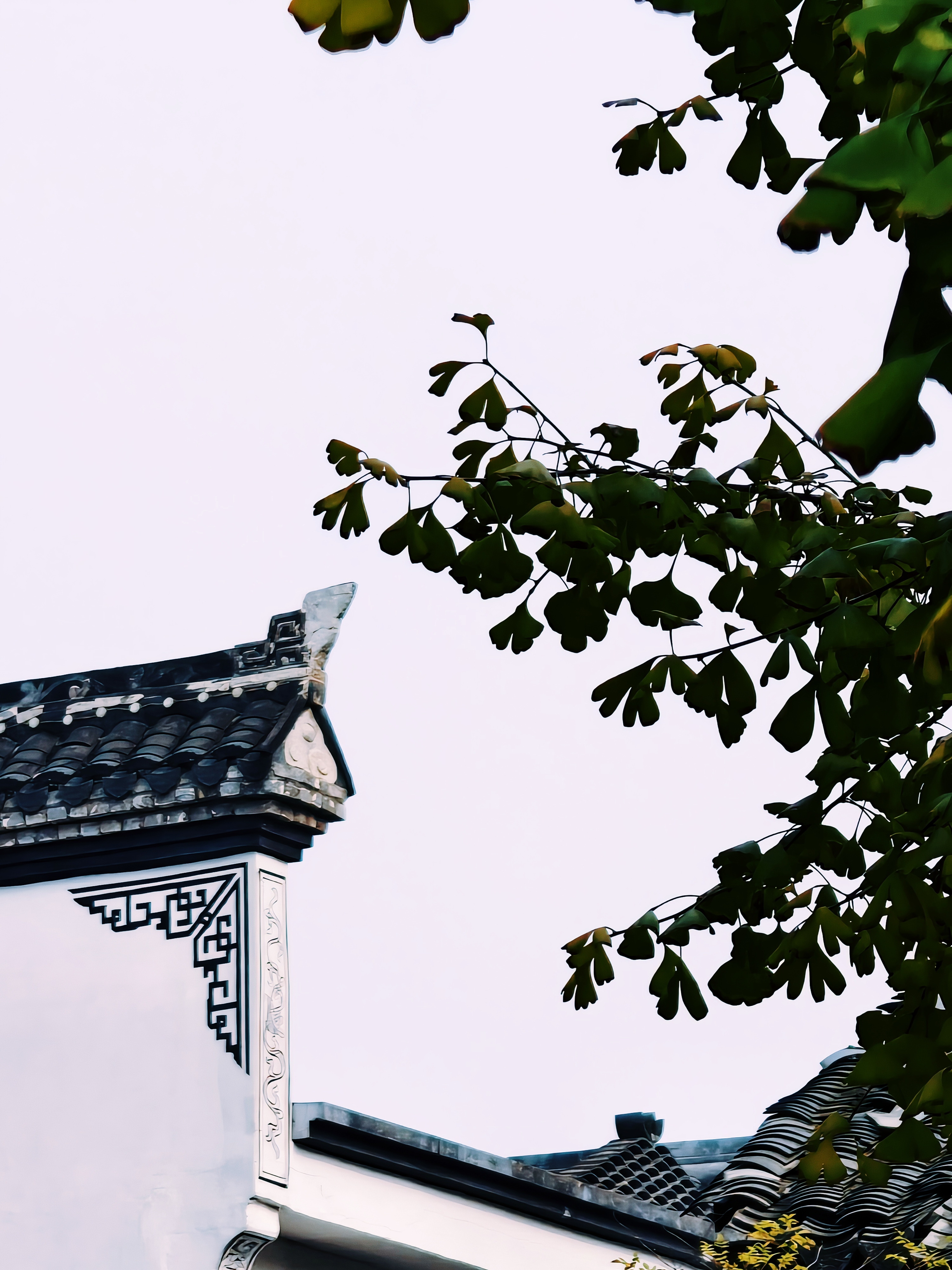 中国风传统建筑树枝树叶