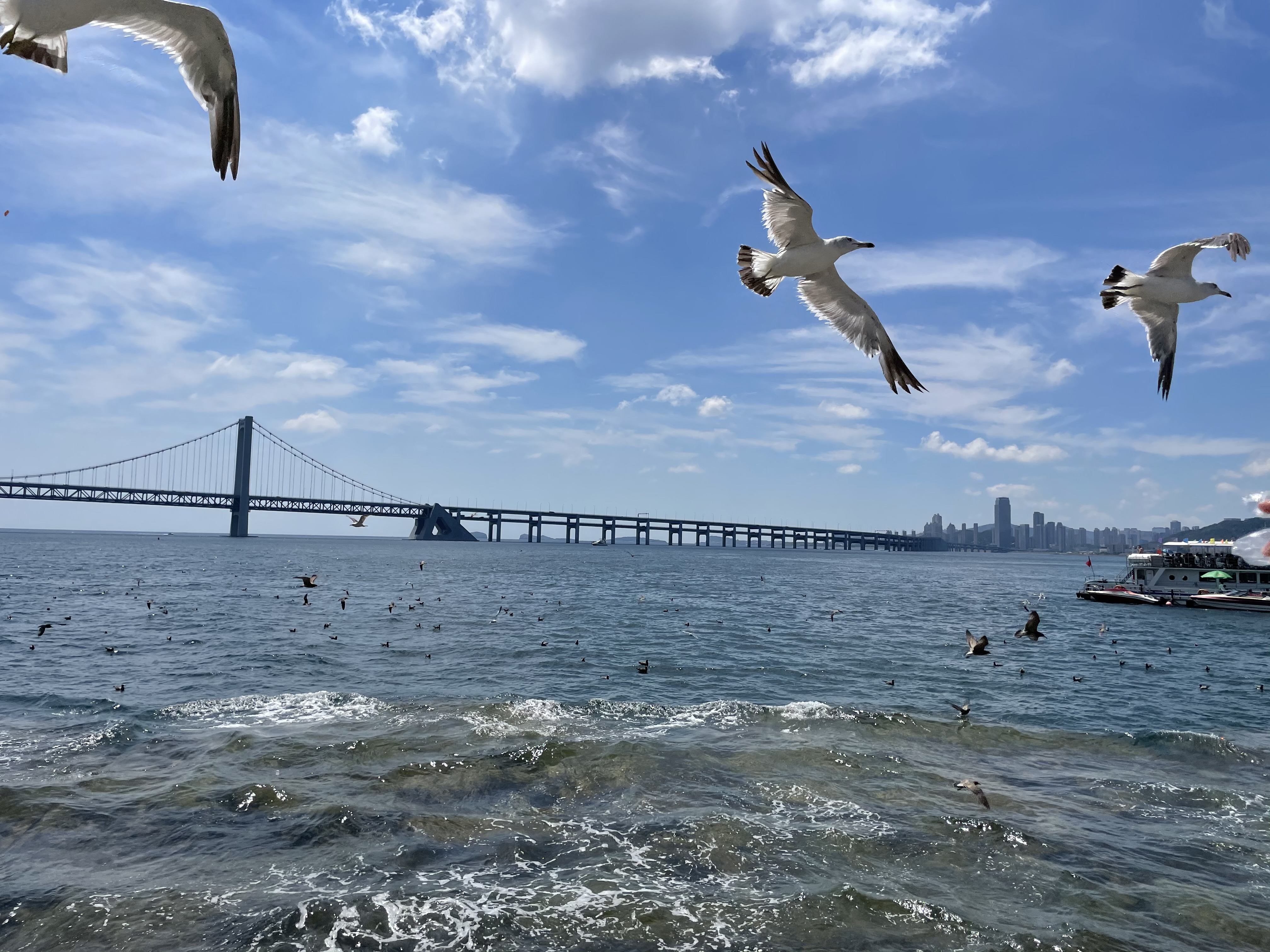 海鸟翱翔天际 赏海滨美景的电脑壁纸