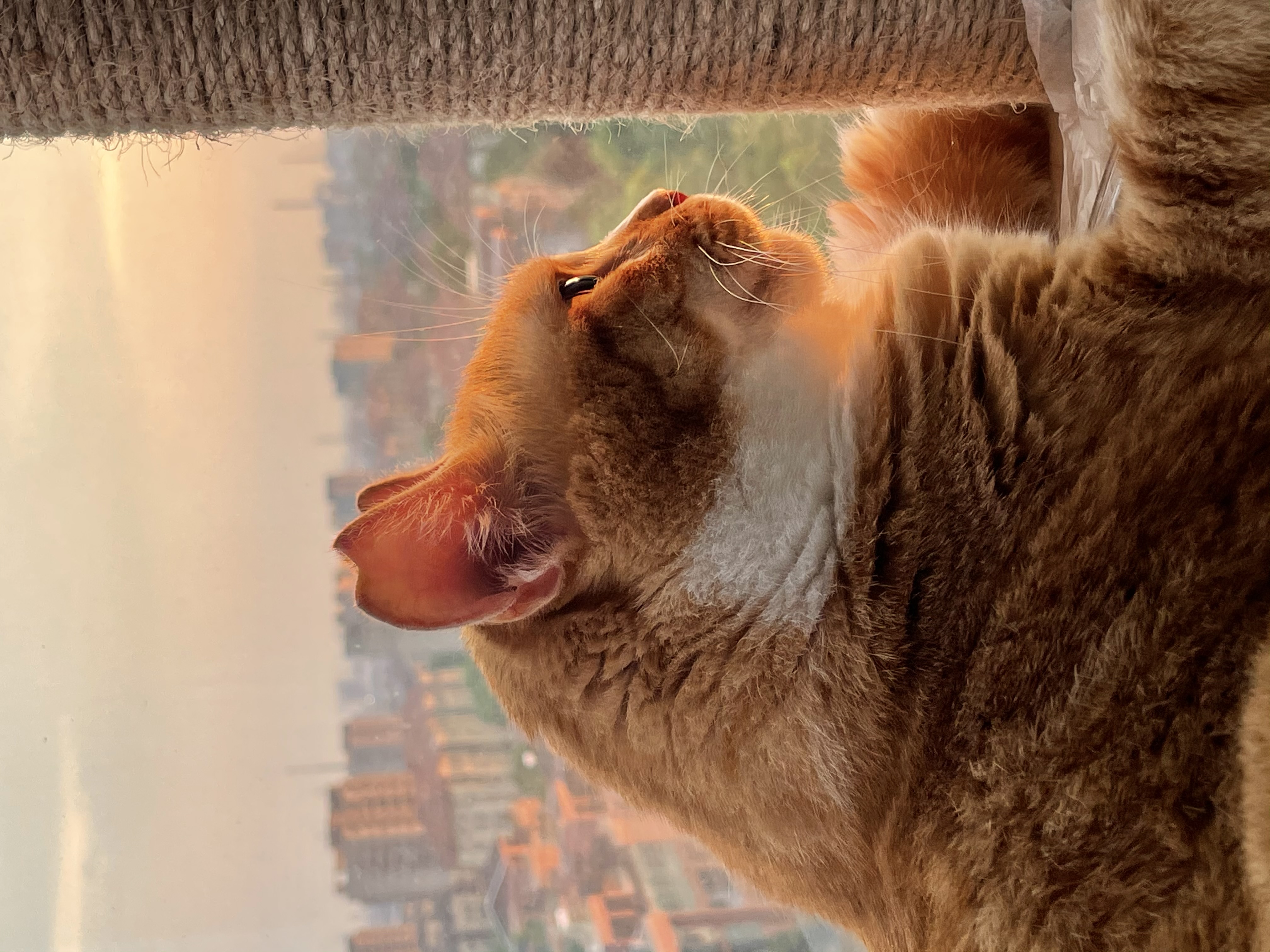 可爱橘猫望窗外城市 萌宠宠物壁纸来袭