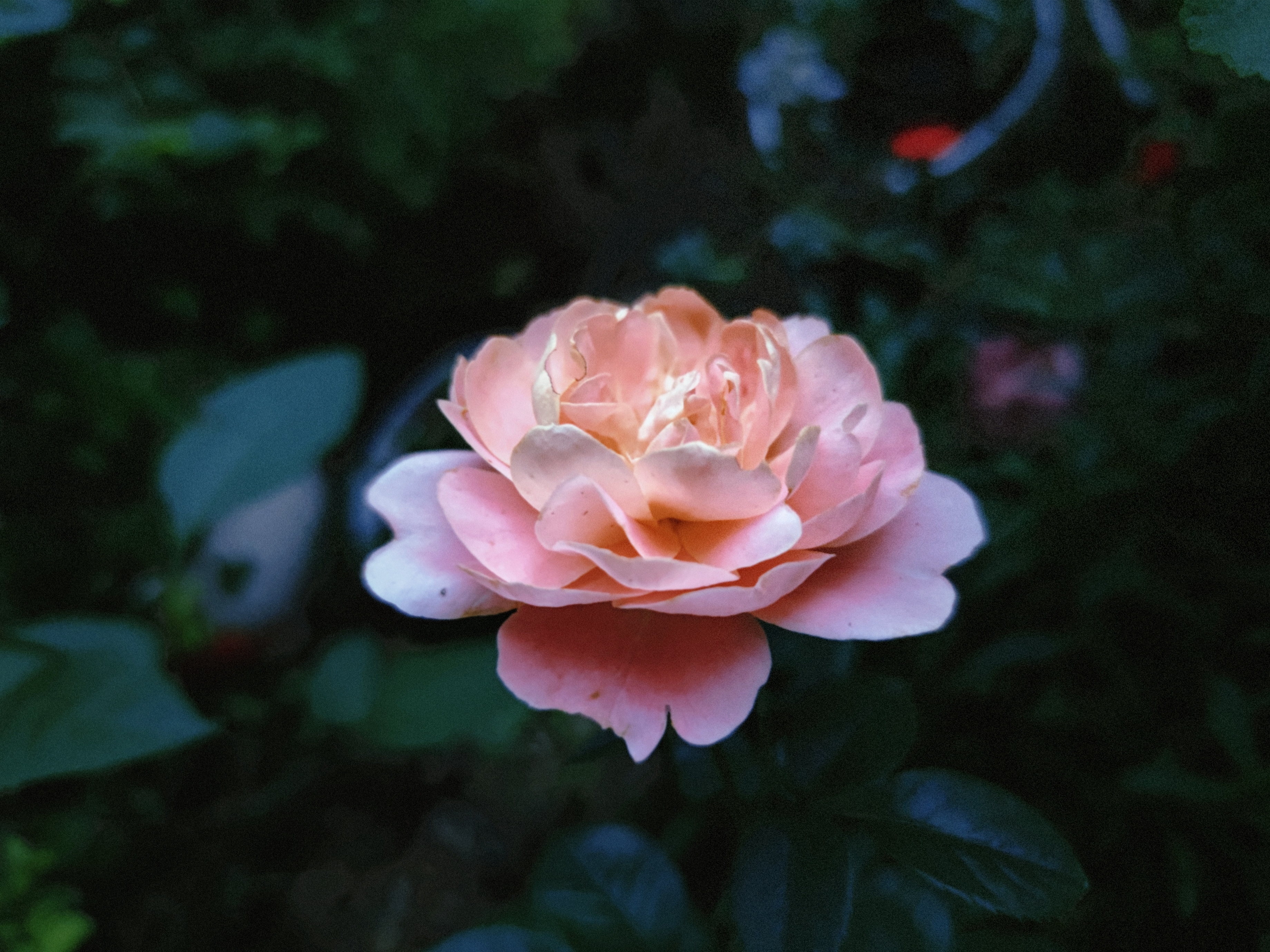 娇艳粉色玫瑰绽放 鲜花壁纸尽显浪漫风情
