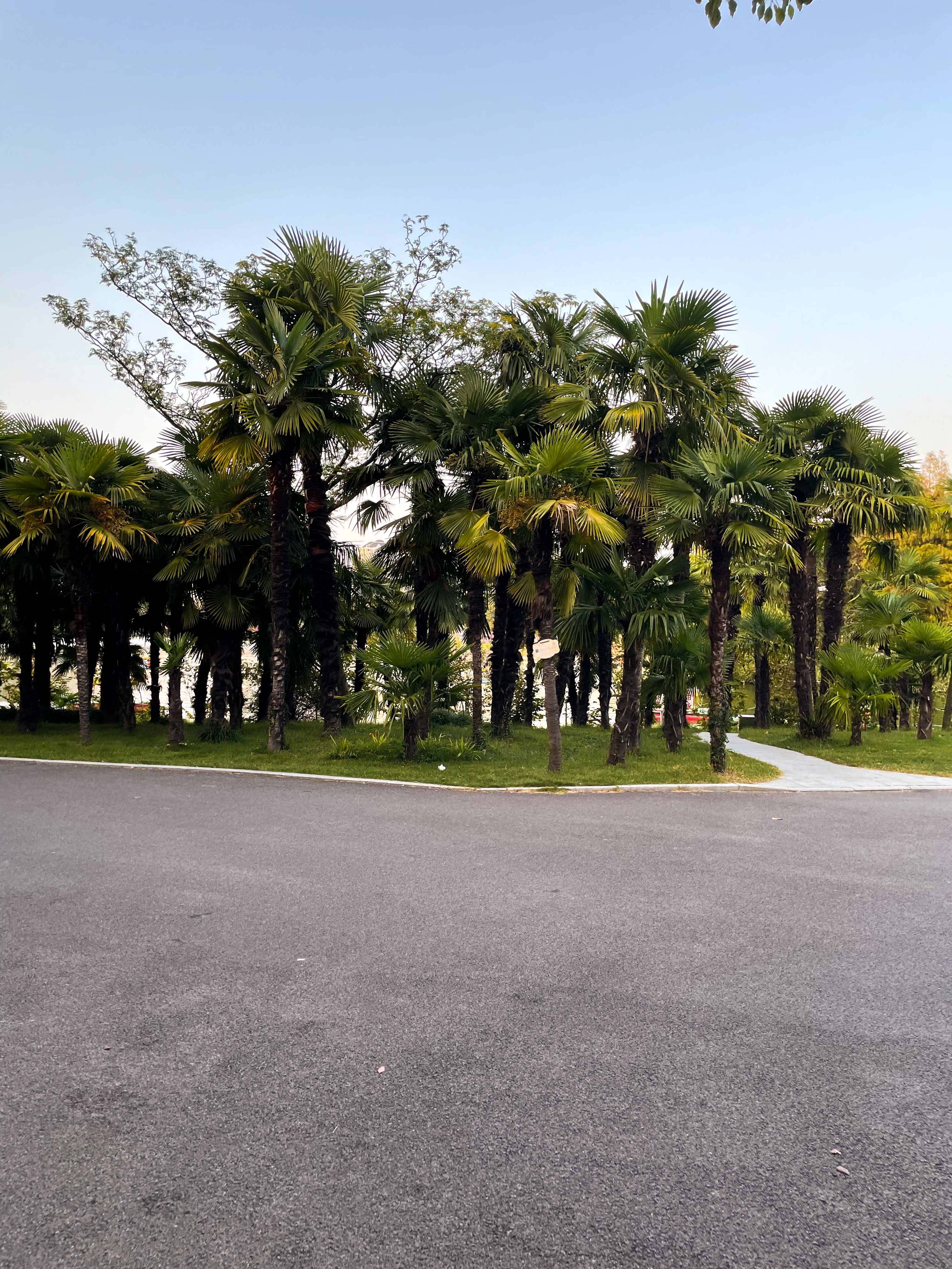 绿树成荫的户外景象电脑壁纸