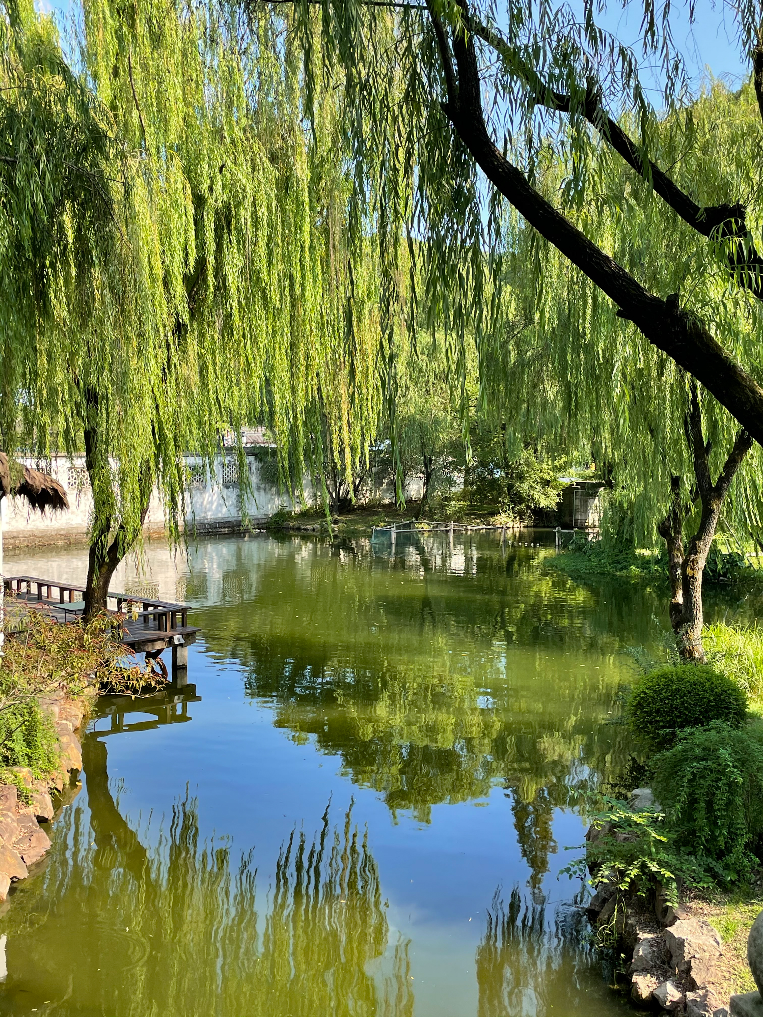 垂柳依依映湖水，清新自然的风景壁纸