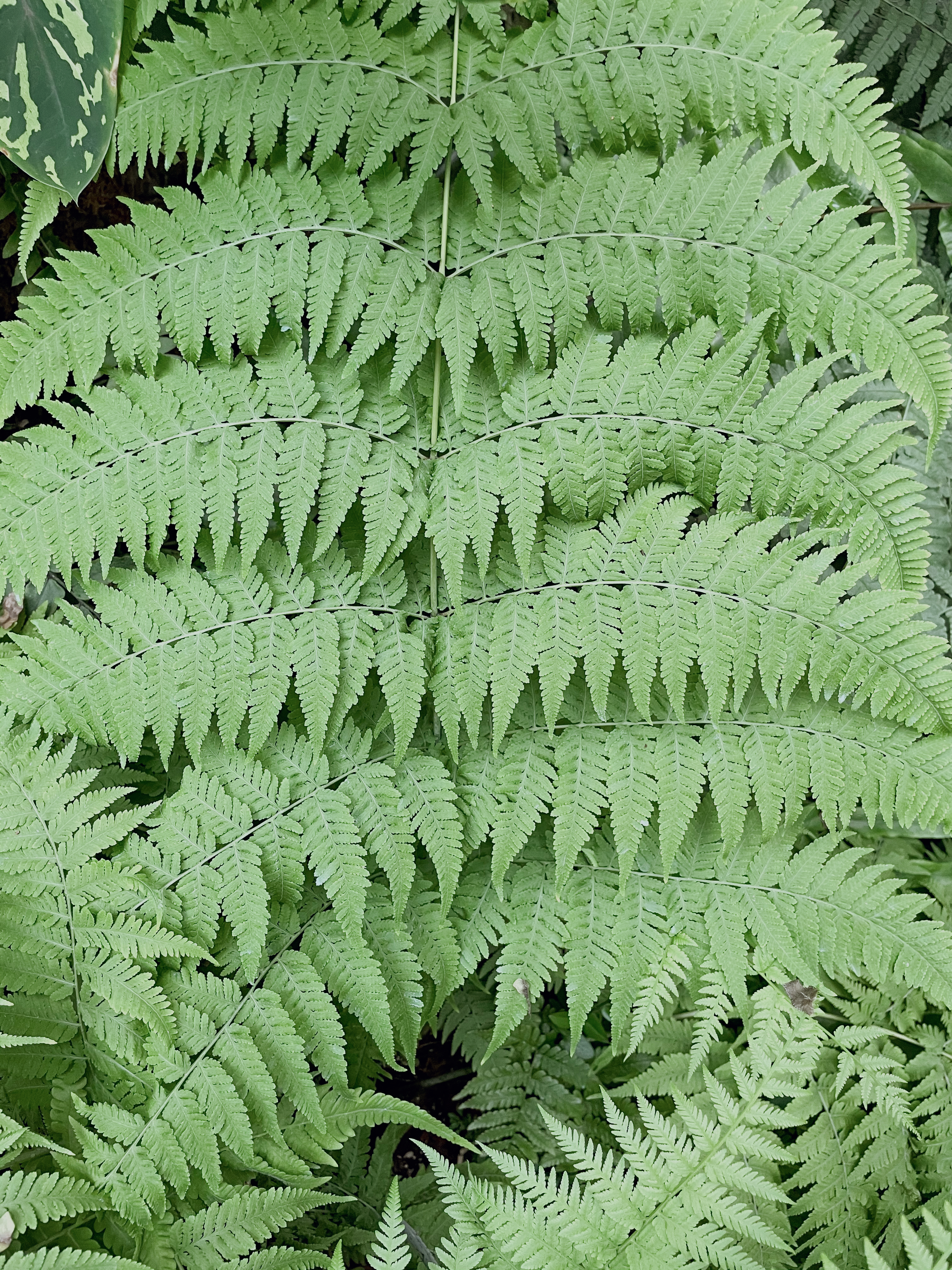 清新绿植蕨类植物纹理背景电脑壁纸