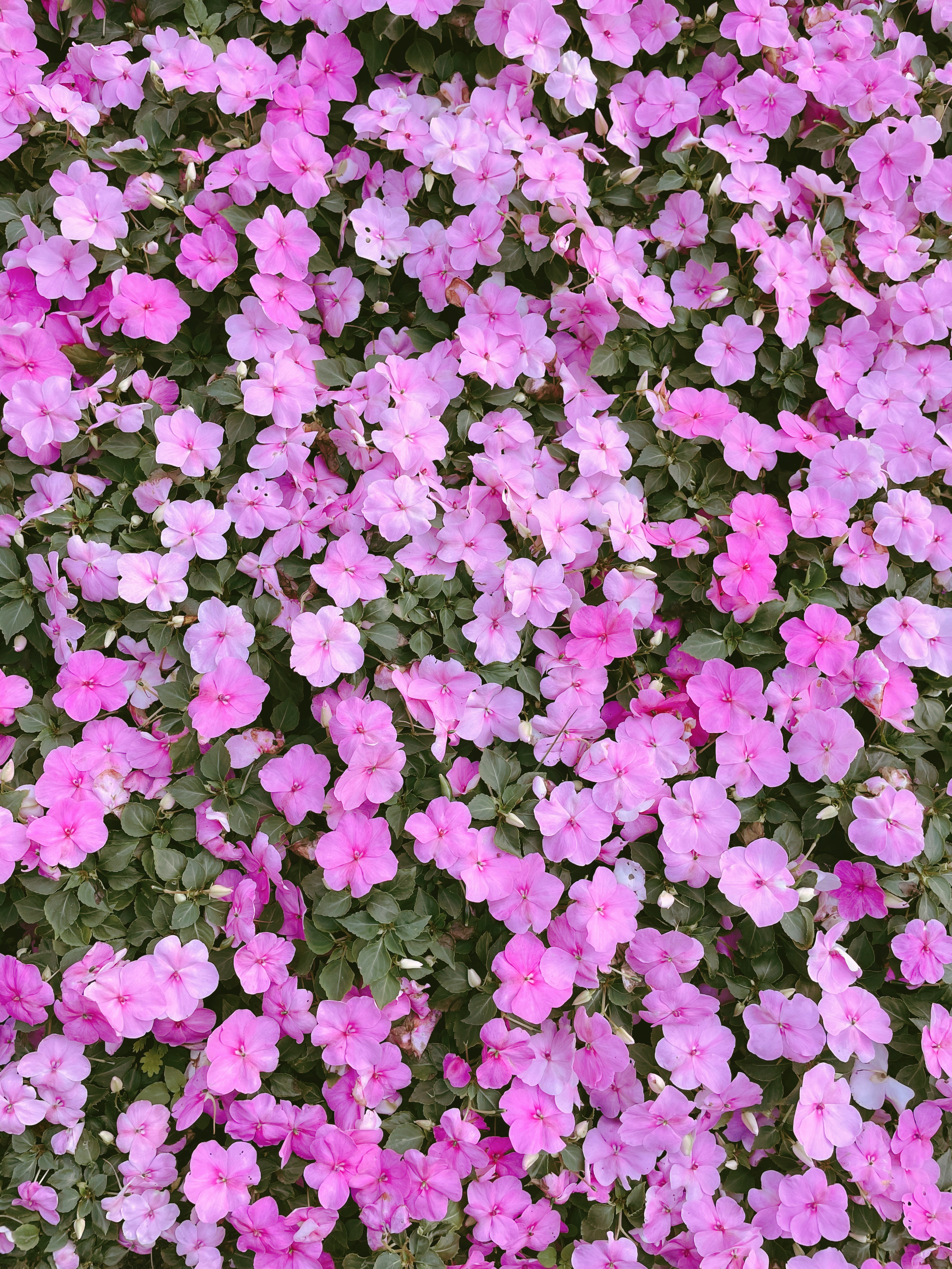 粉色花海视觉盛宴鲜花电脑壁纸