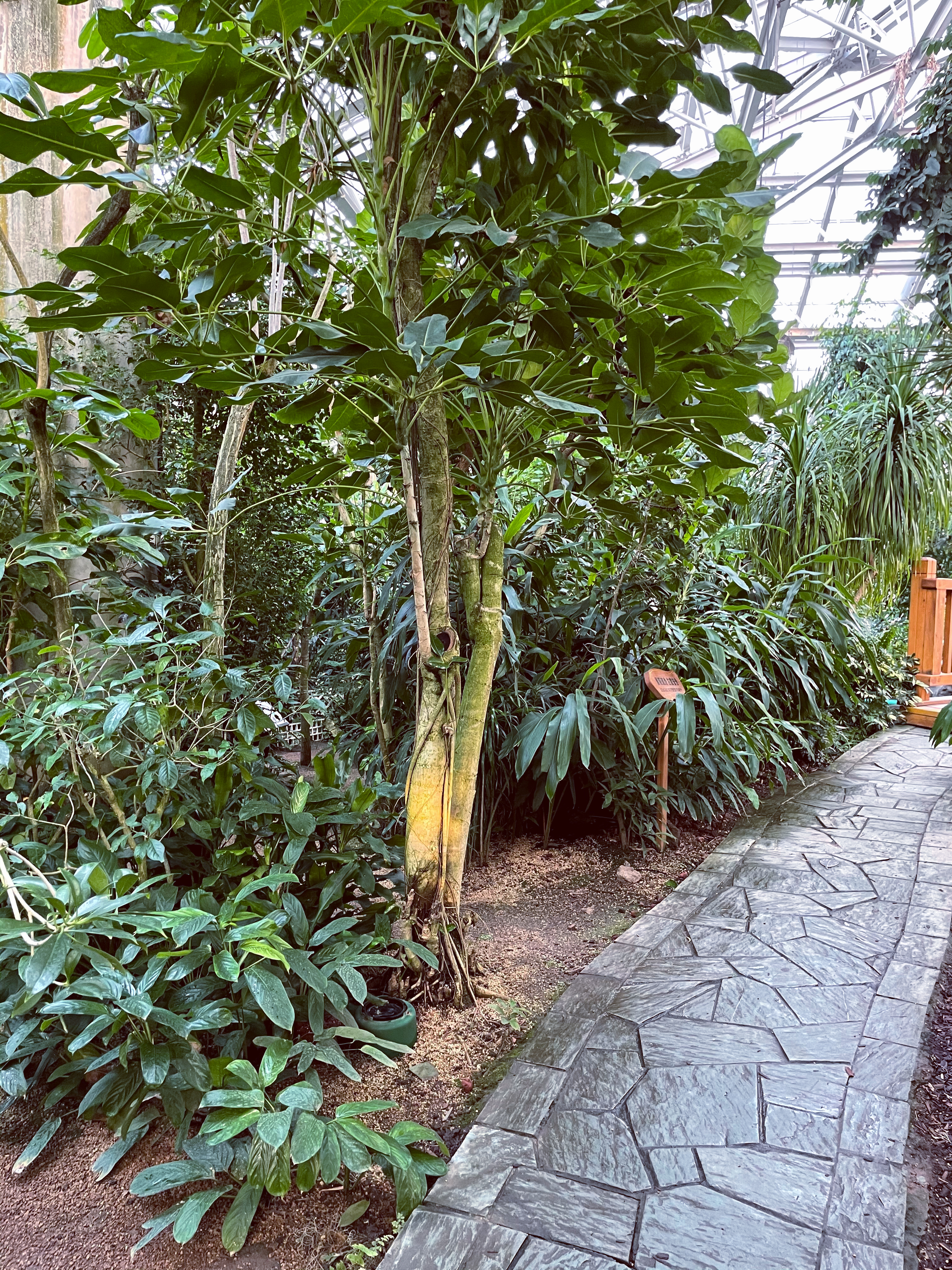 绿意盎然的森林绿植景观自然之美